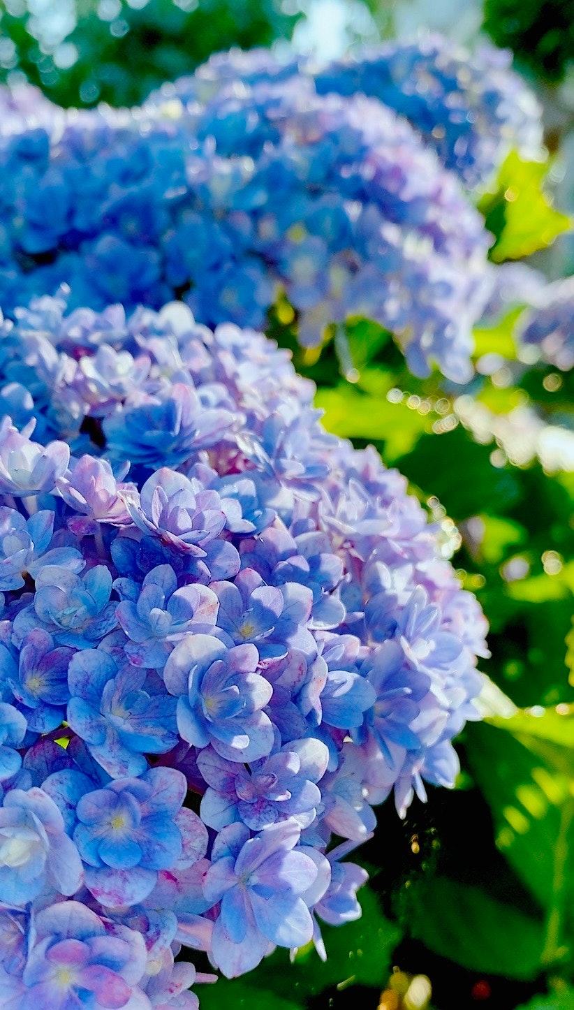 6月の明るい夕陽に照らされた青紫のアジサイの花