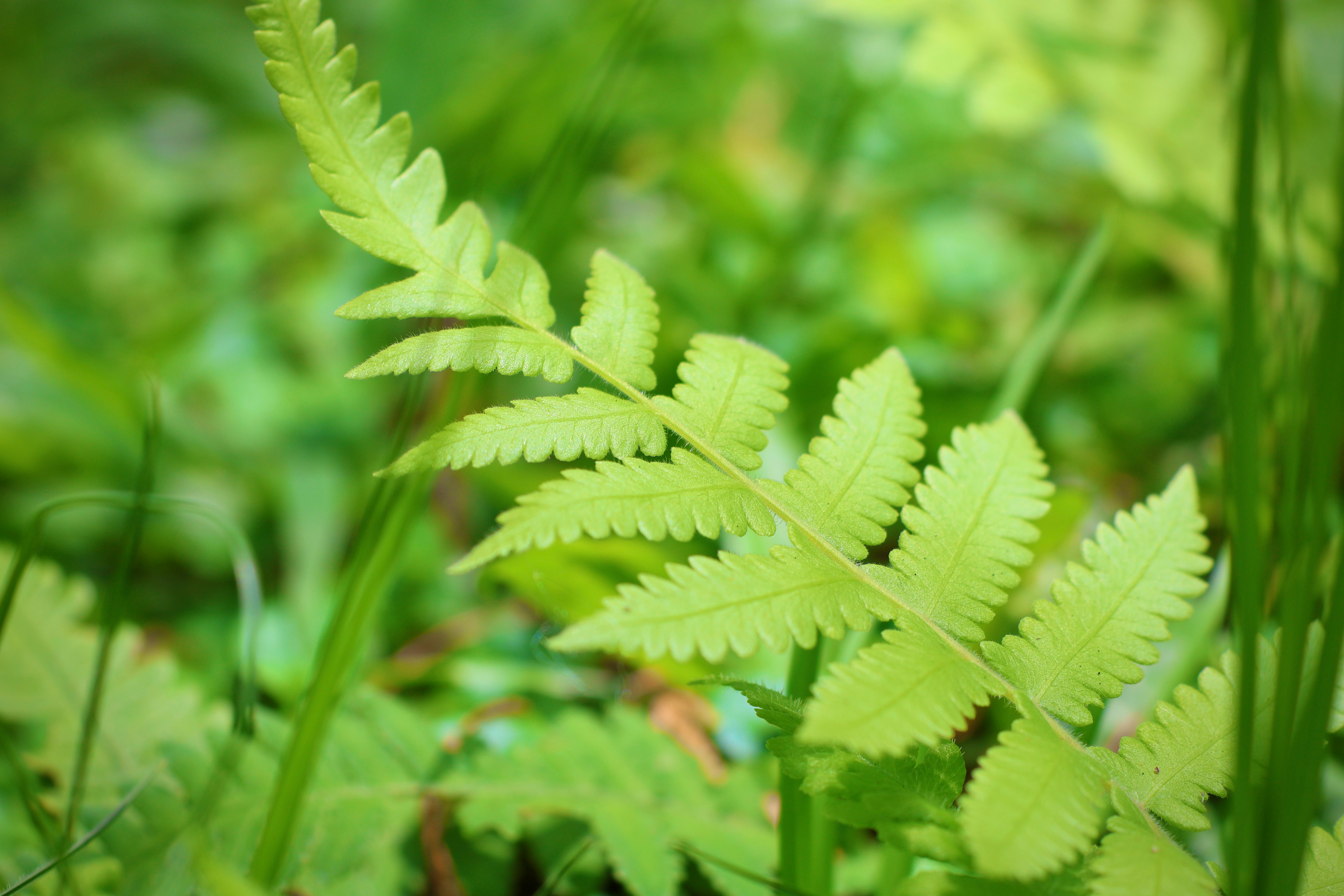 緑のシダの葉が生い茂る自然の森の一角