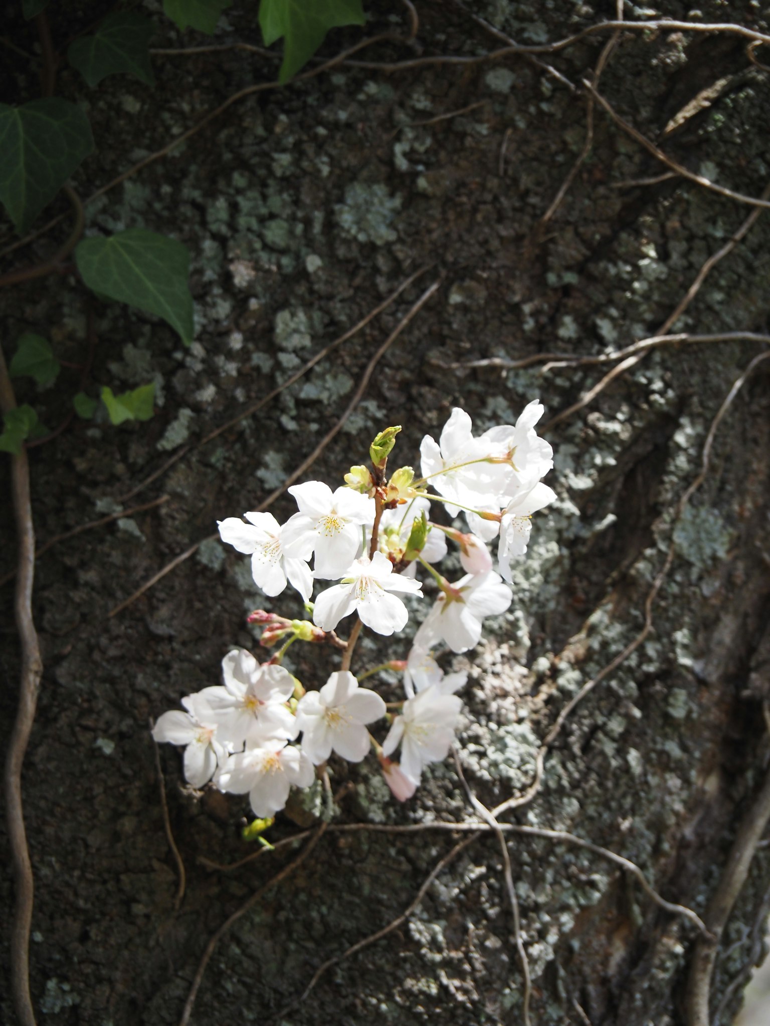 Gros plan de fleurs blanches fleurissant sur un tronc d'arbre
