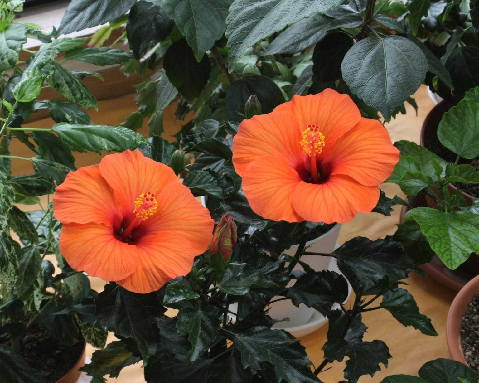 Fiori di ibisco arancioni vivaci che sbocciano tra foglie verdi lussureggianti in un ambiente domestico