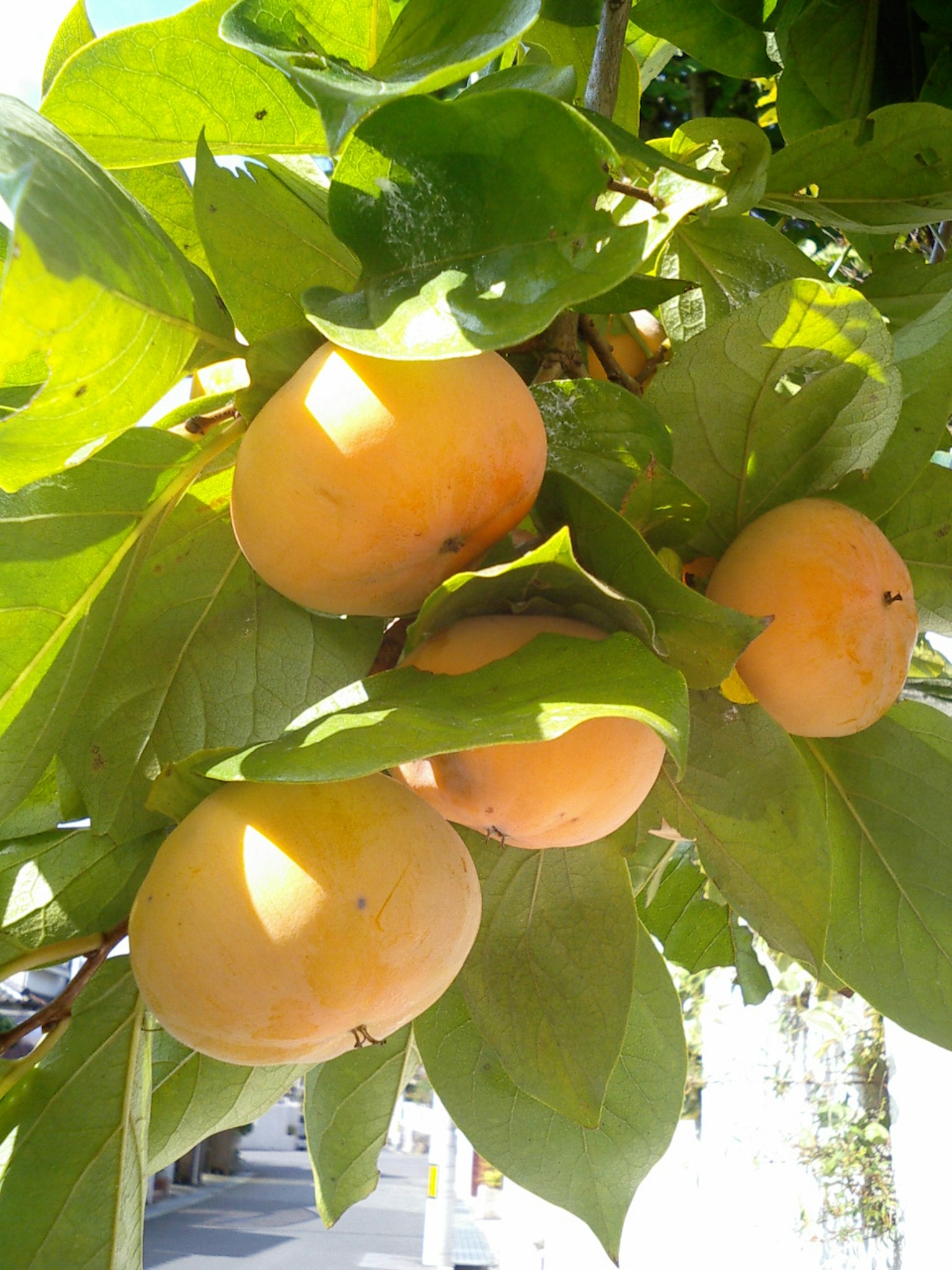 Frutti giallo-arancio circondati da foglie verdi