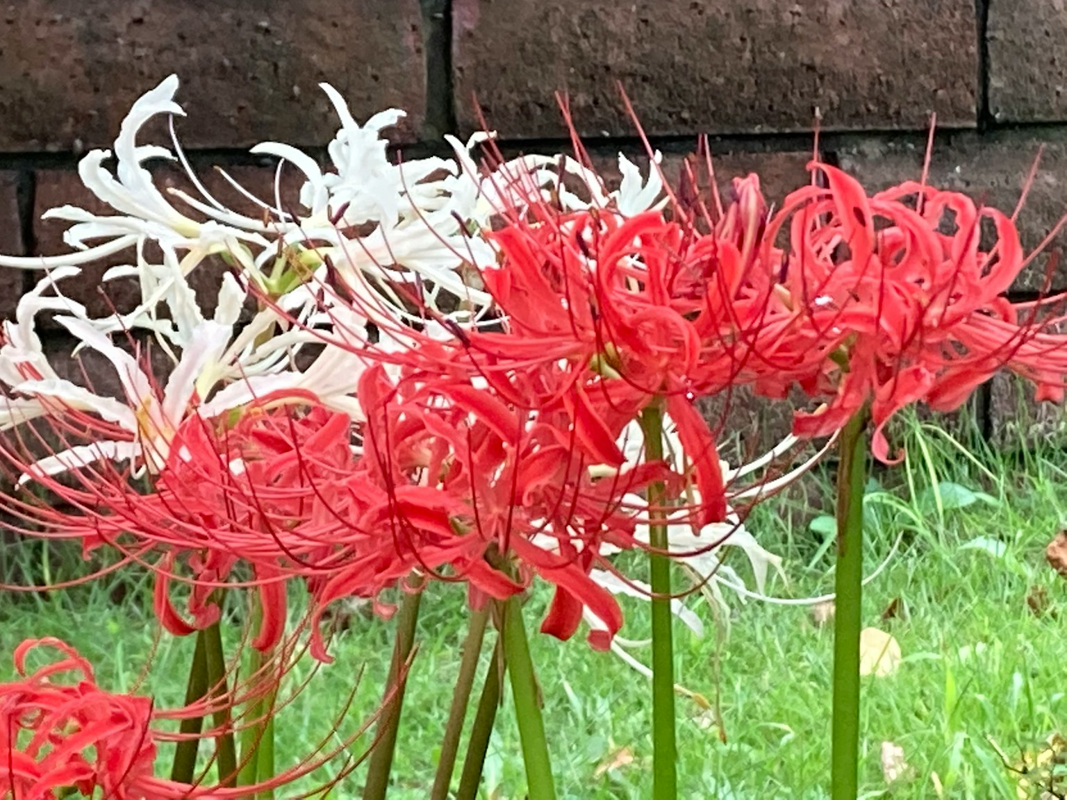 A cluster of red and white spider lilies in a garden