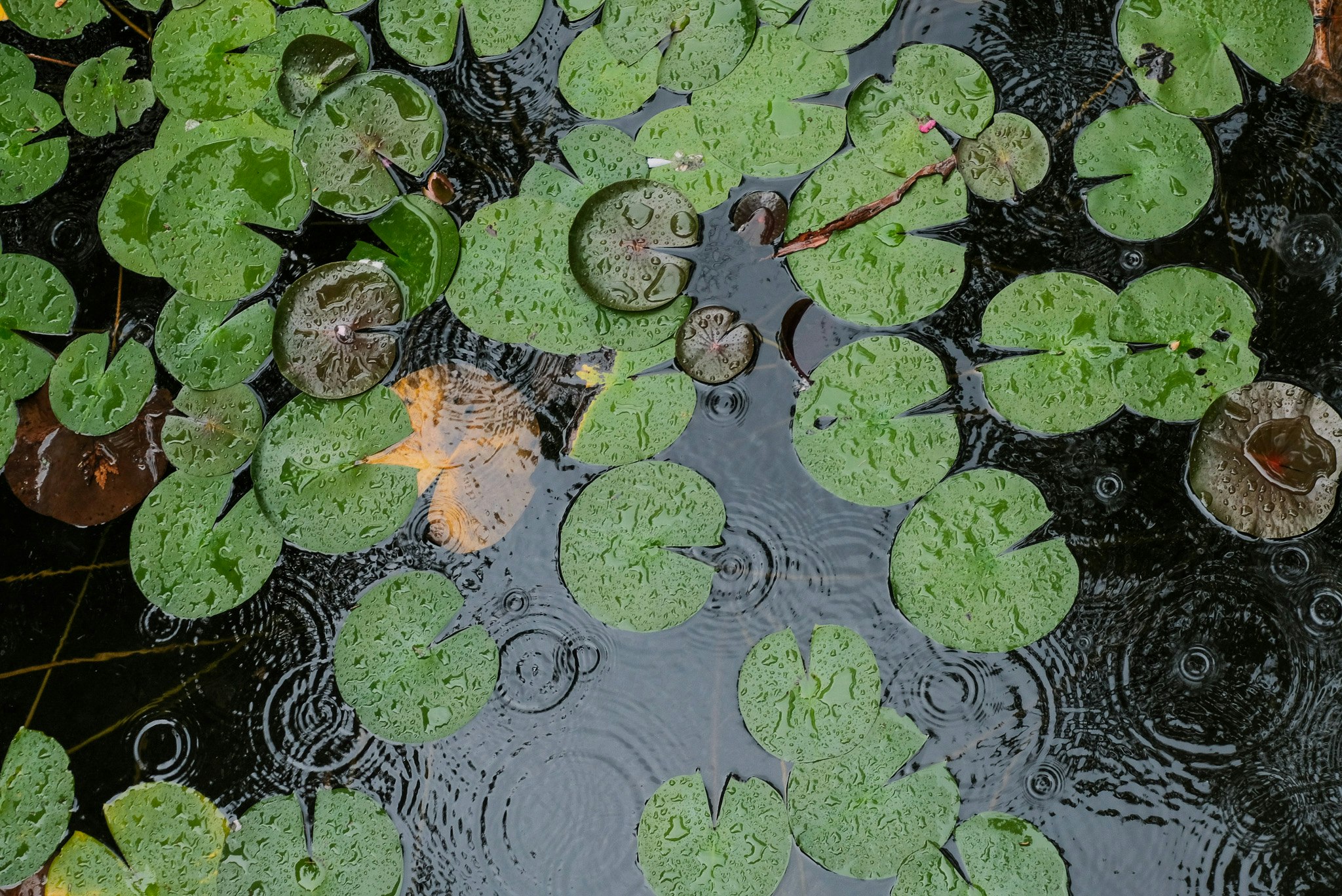 水面に浮かぶアオコと小さな泡のある池の表面