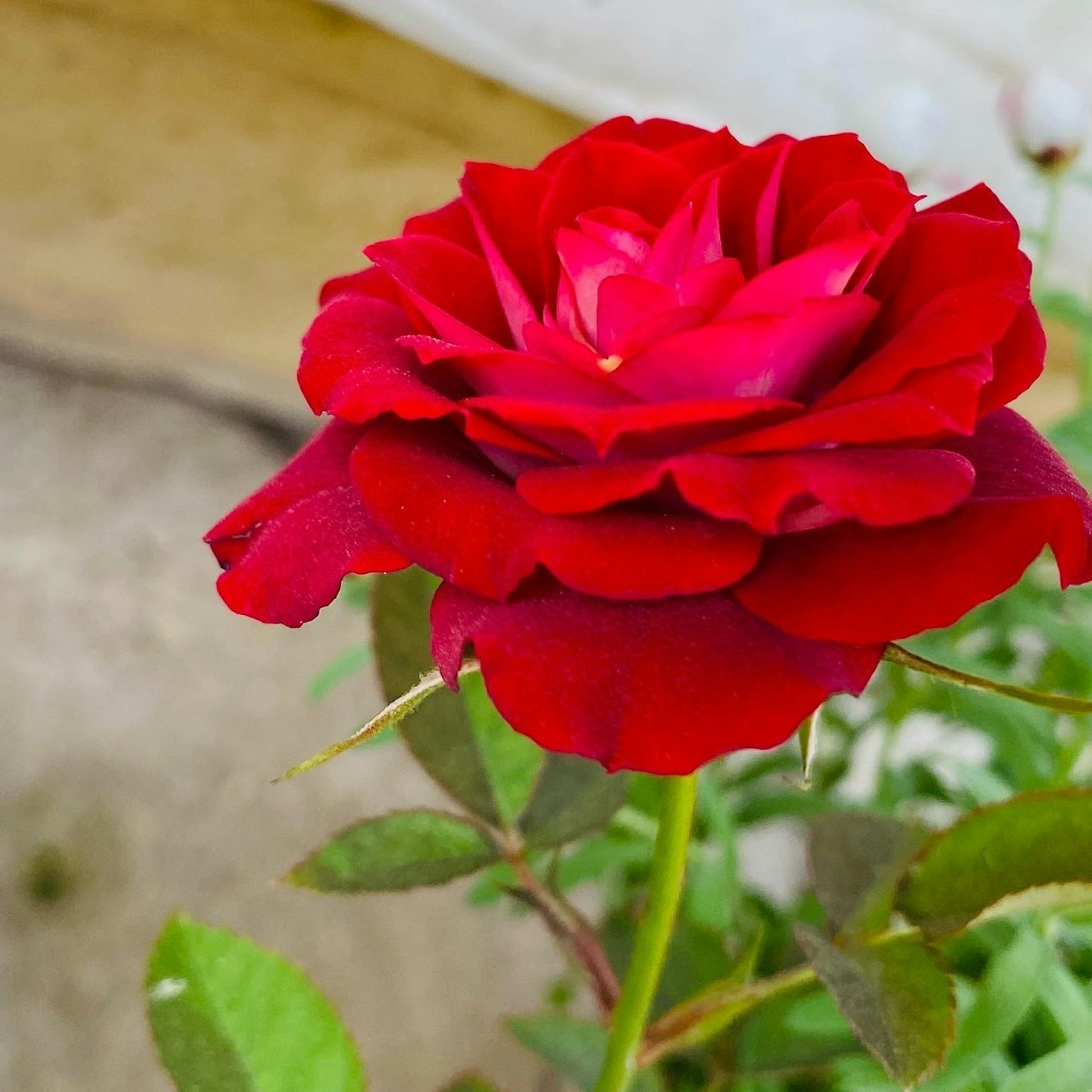 Eine lebhafte rote Rose blüht zwischen grünen Blättern
