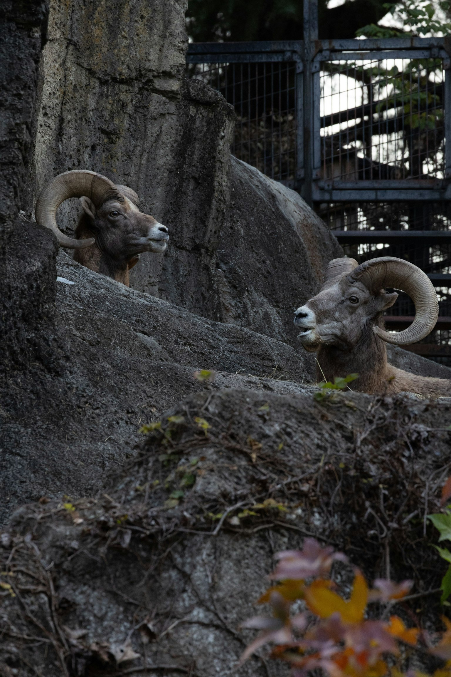 Dua kambing gunung di atas tanah berbatu dikelilingi oleh dedaunan