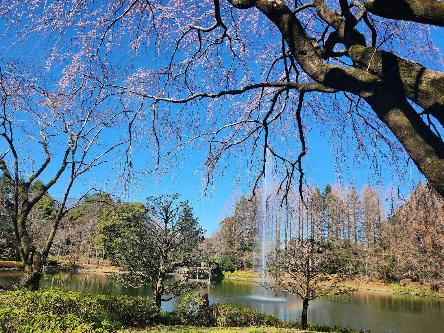 ทิวทัศน์ที่สวยงามมีต้นซากุระและบ่อน้ำภายใต้ท้องฟ้าสีฟ้า