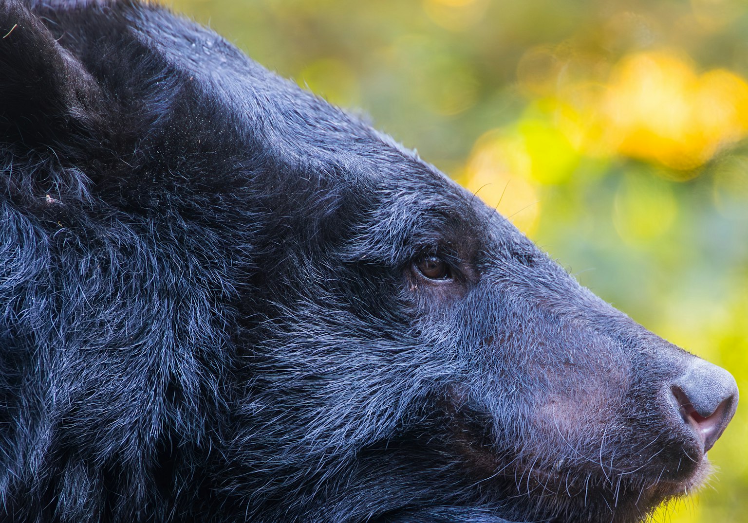 Primo piano del profilo di un orso nero con sfondo sfocato verde e giallo