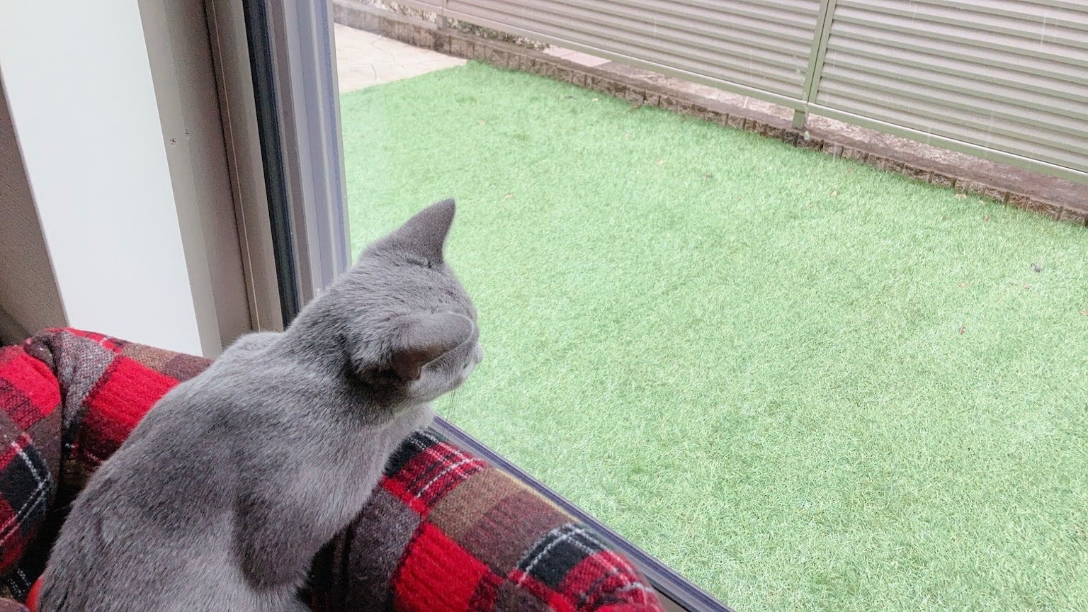 灰色猫坐在窗边看外面