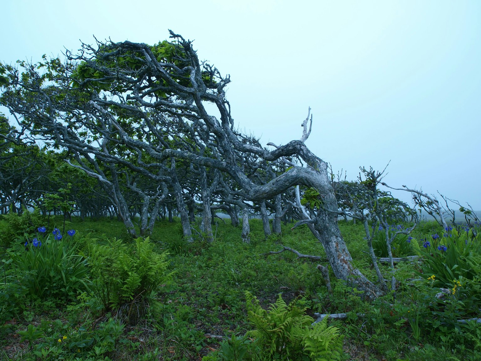 Pohon miring di kabut dengan rumput hijau