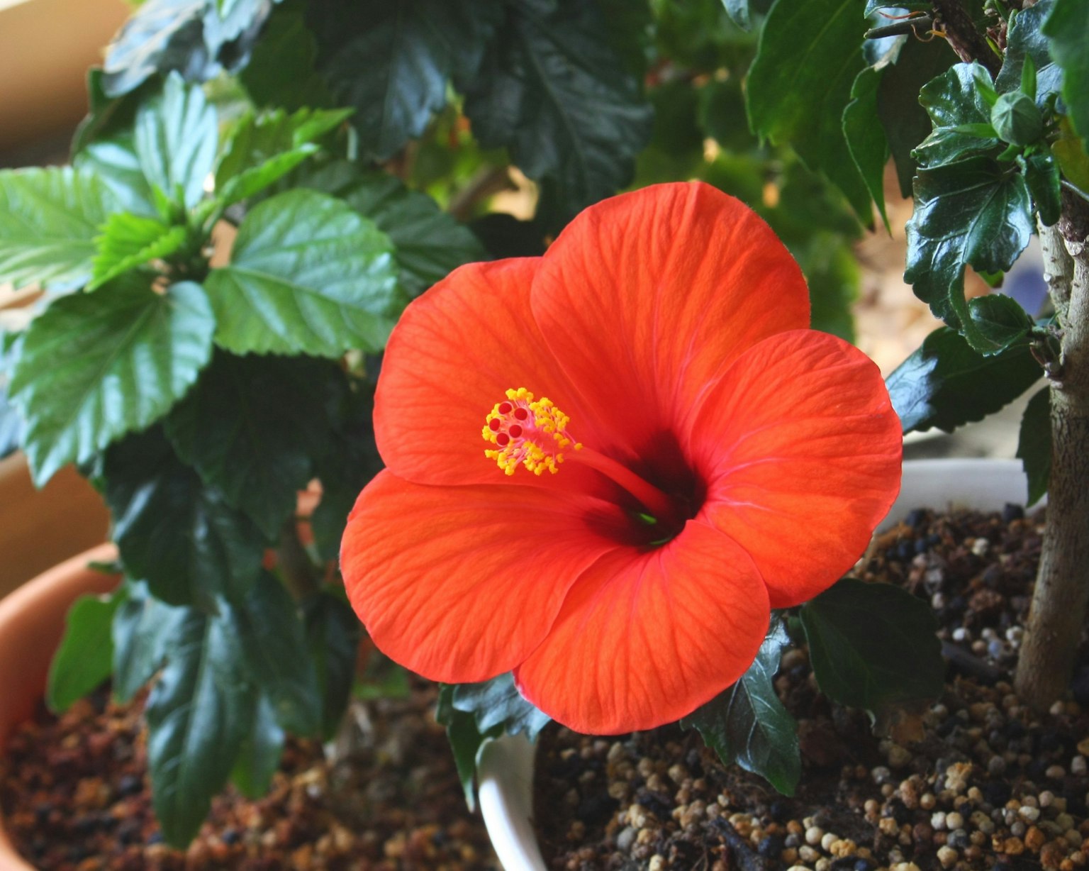 Fiore di hibiscus arancione vibrante circondato da foglie verdi
