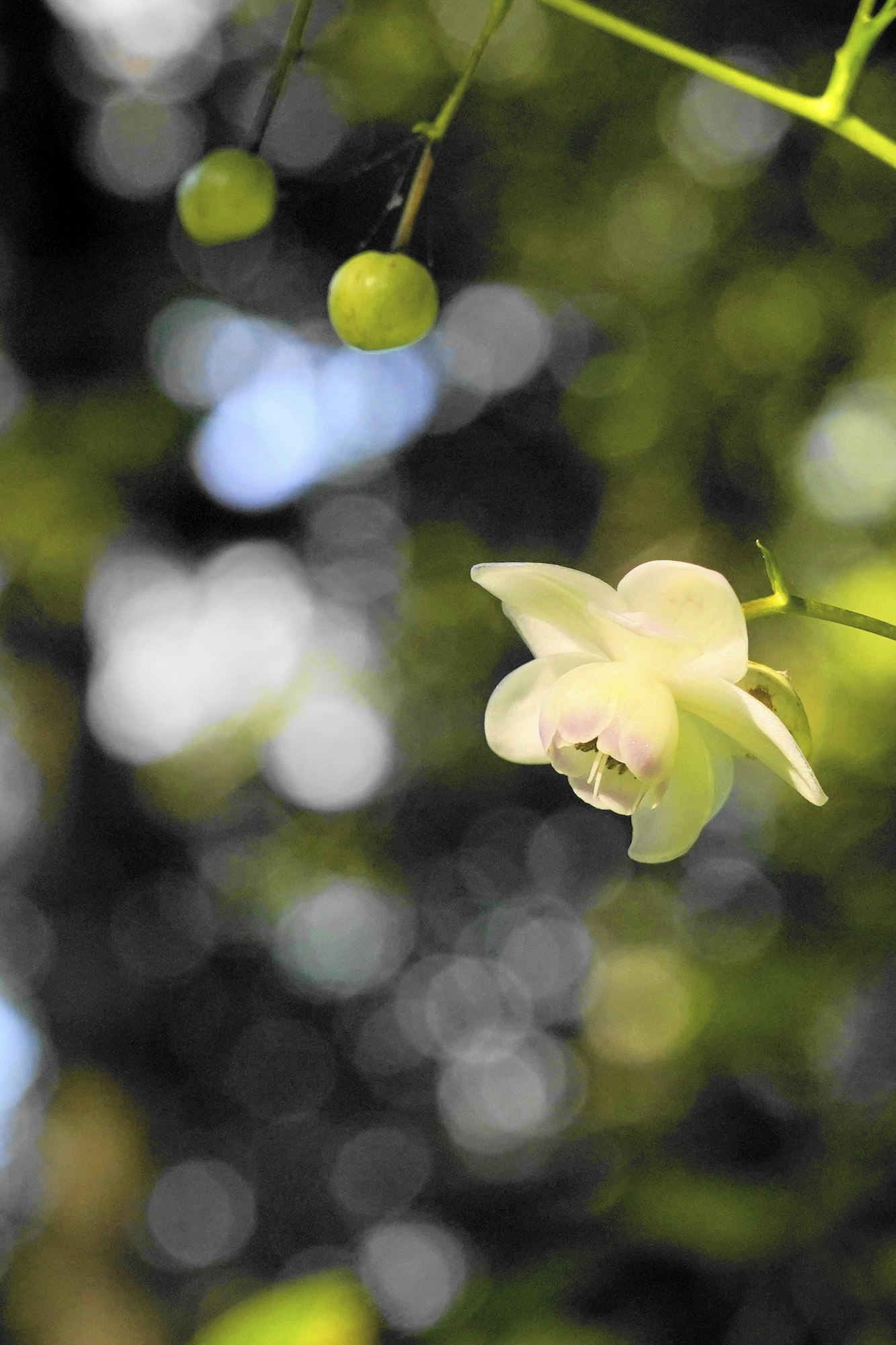 Image macro d’une fleur délicate en pleine floraison, penchée vers le bas