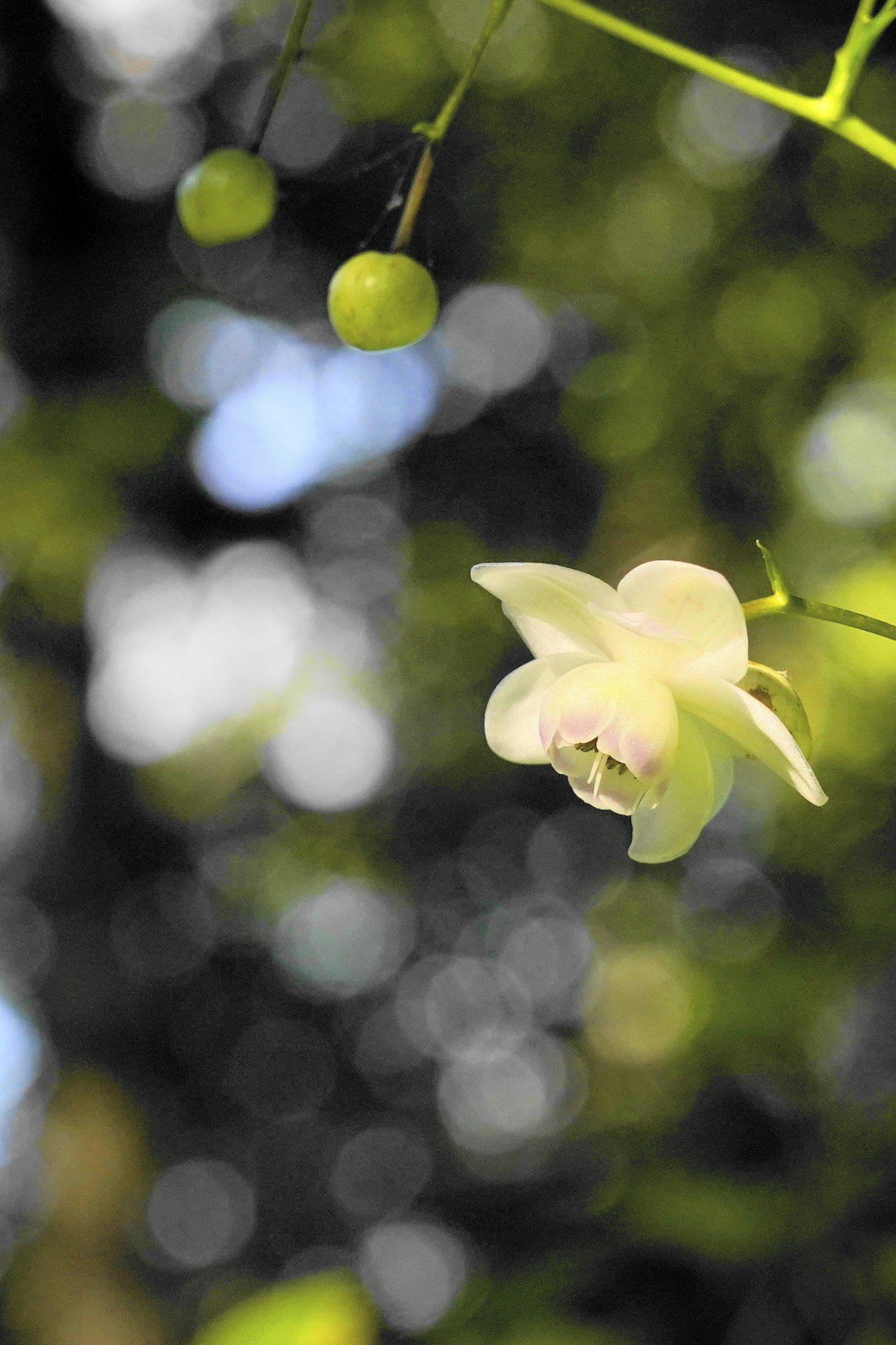 特写的白色兰花与绿色背景
