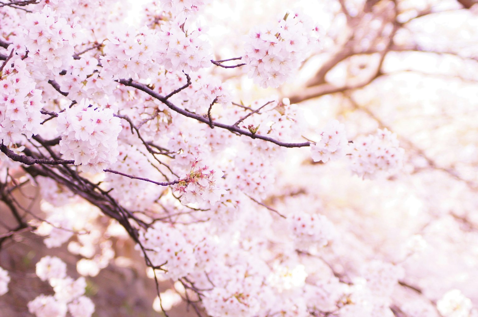 Gros plan sur des branches de cerisier avec des fleurs roses claires