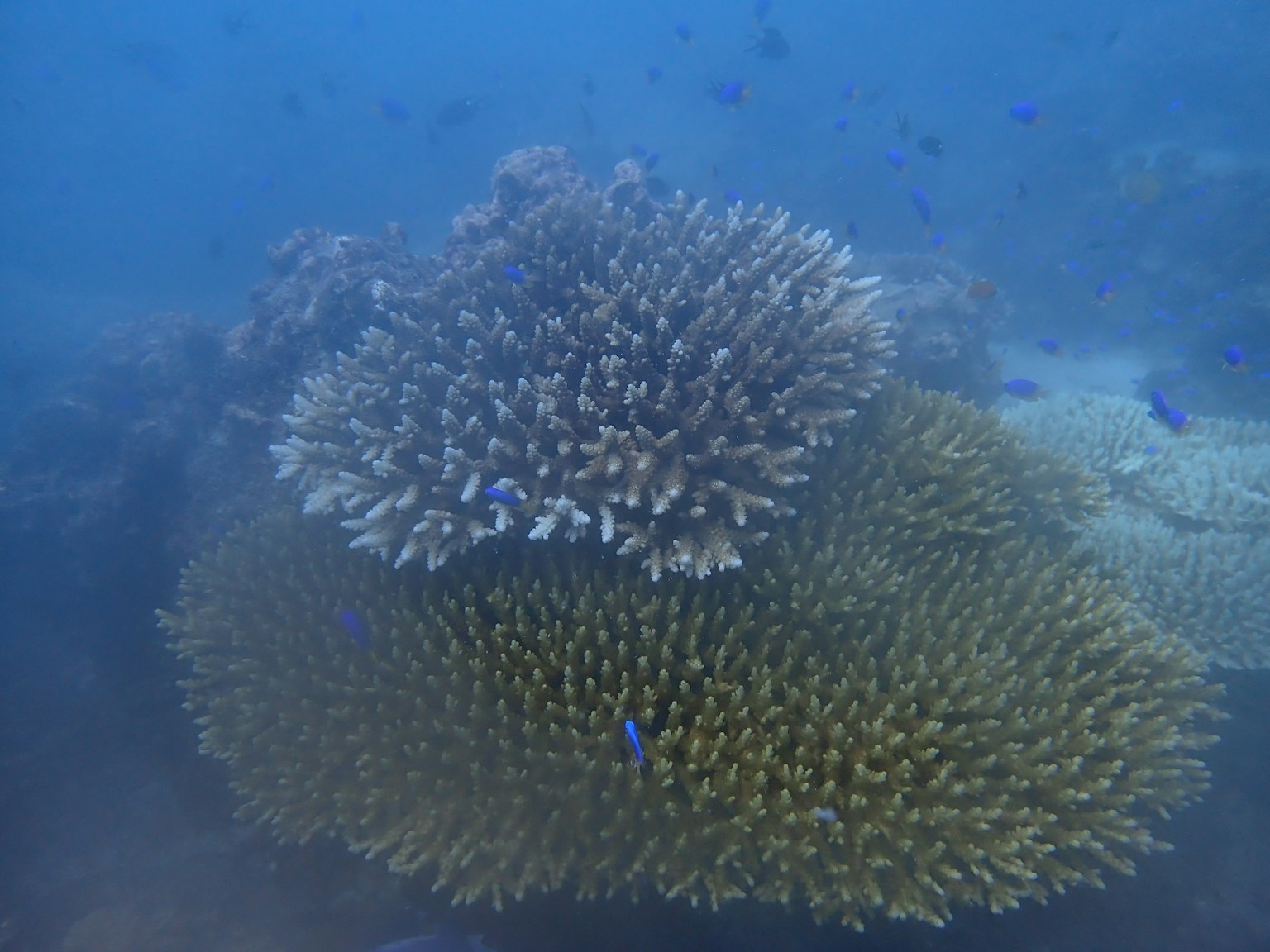 Récif corallien sous-marin avec des groupes de coraux et de petits poissons bleus