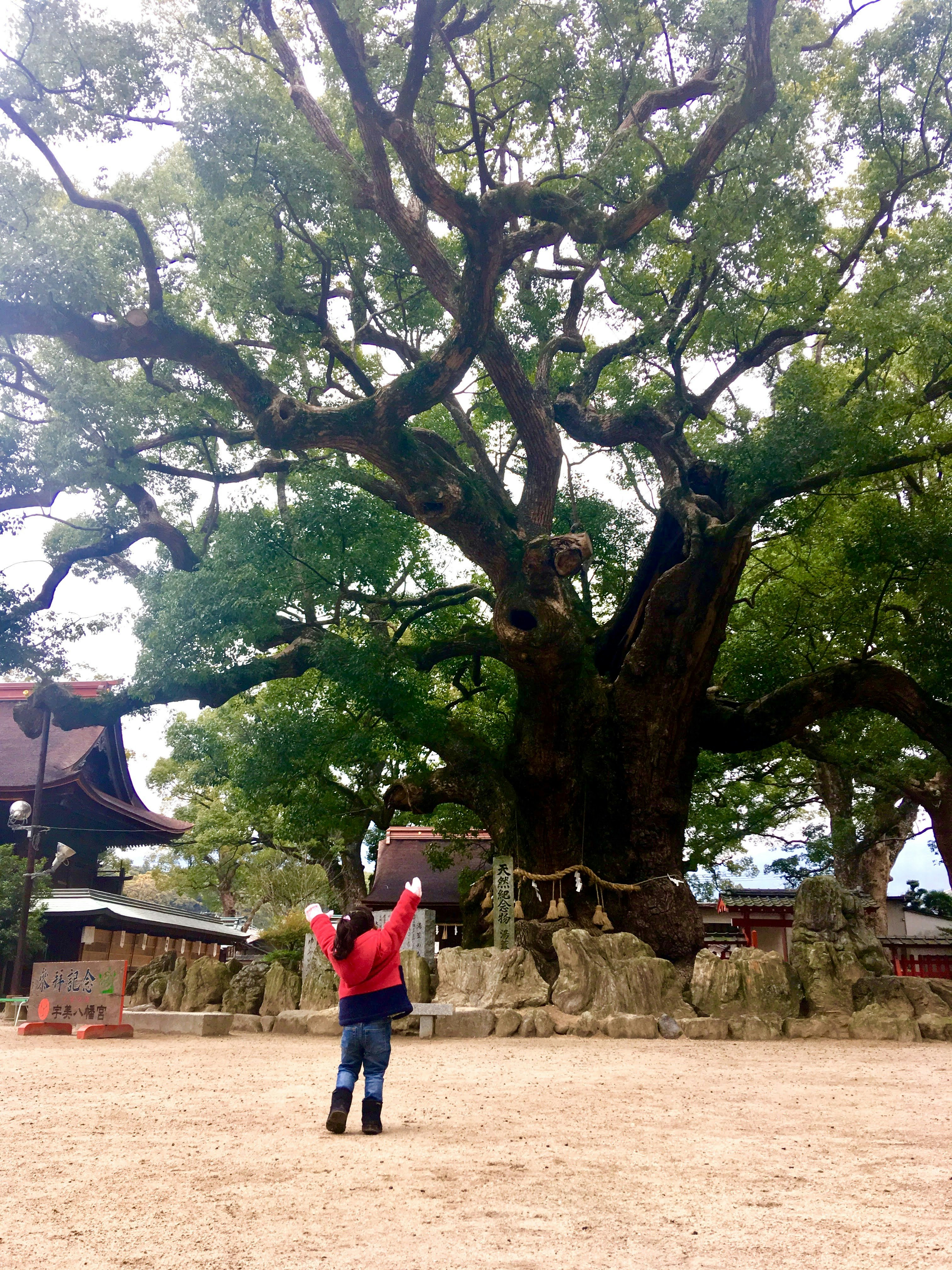 大きな木の下で子どもが見上げる神社の境内