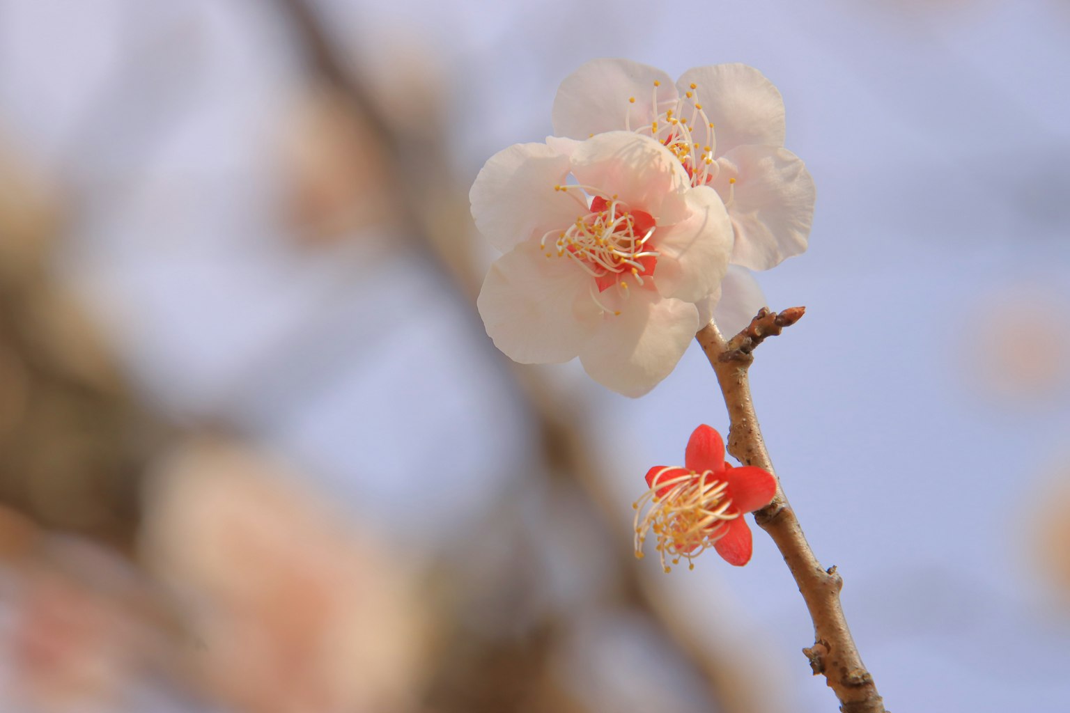 Weiße Pflaumenblüte und rote Blume blühen unter blauem Himmel