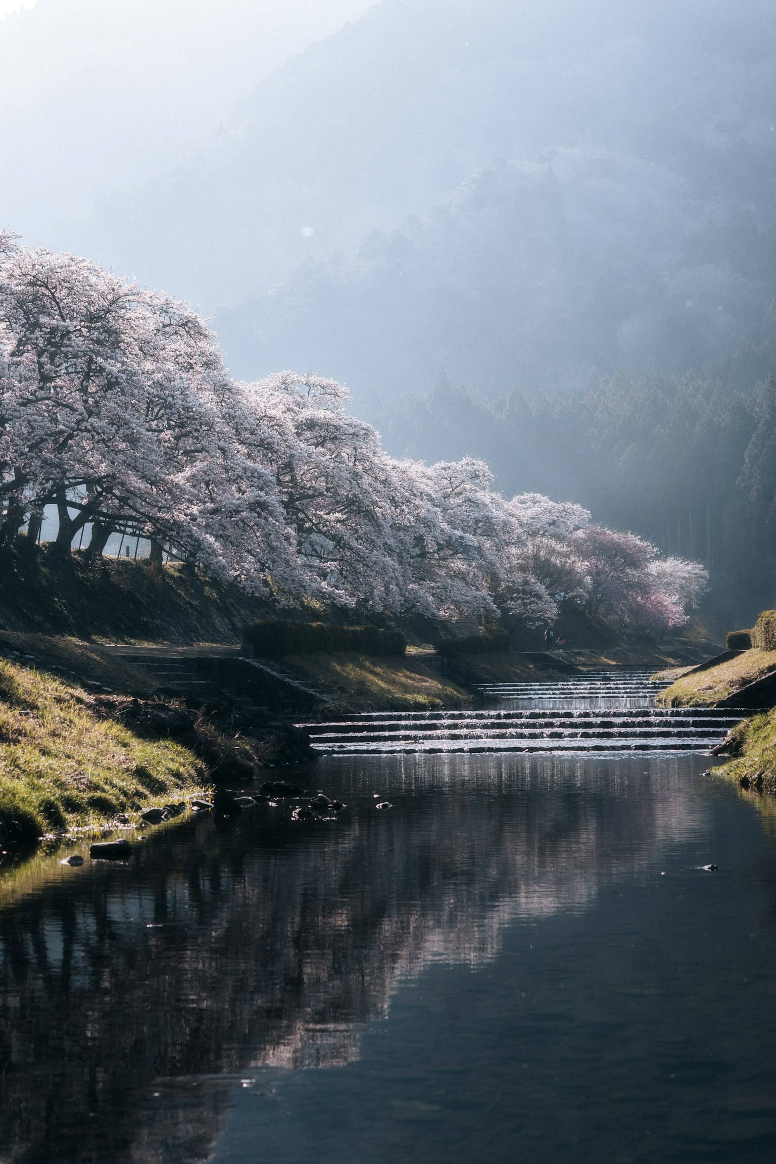 Ruhige Landschaft mit Kirschblütenbäumen, die sich im Fluss spiegeln