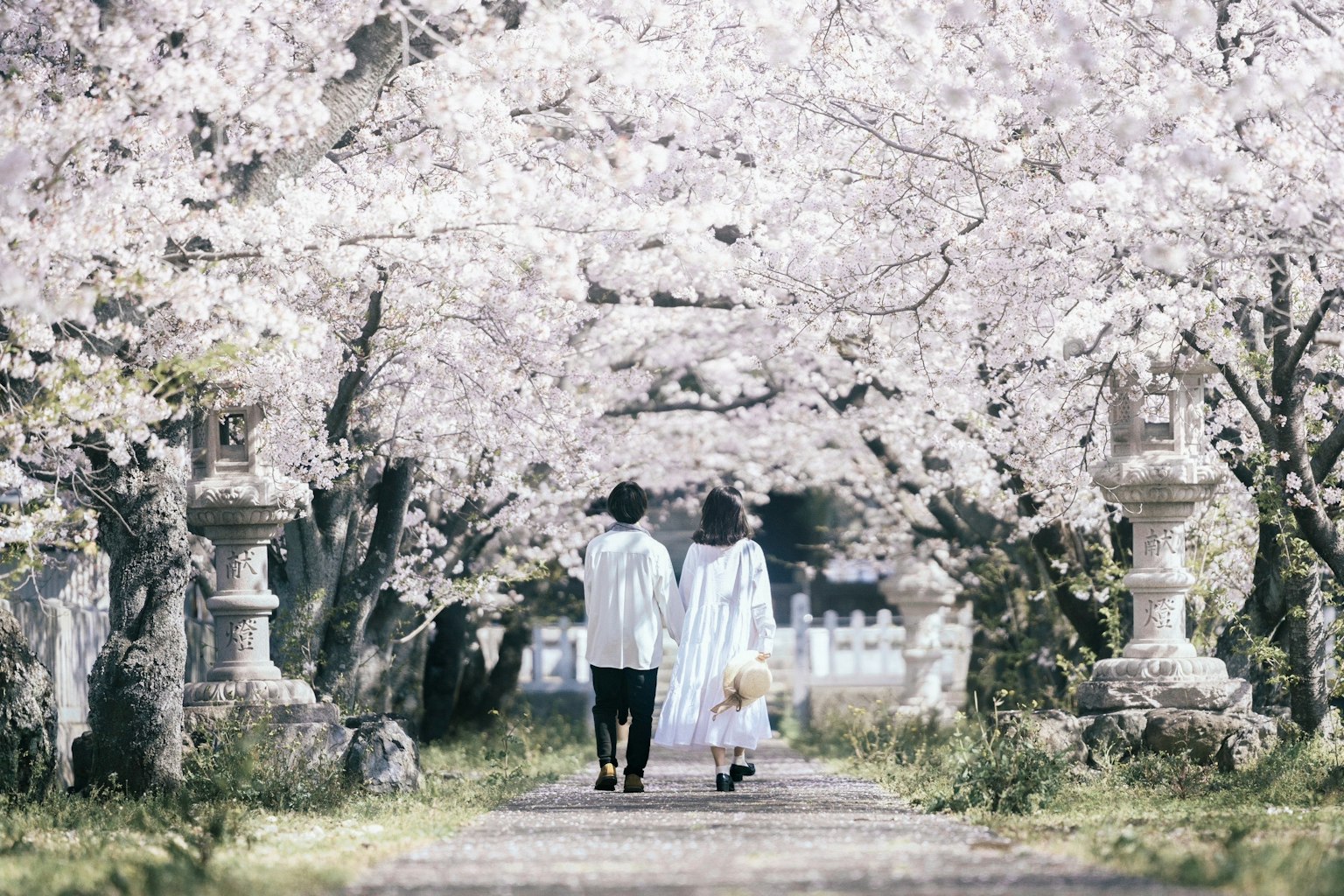 Due persone che camminano sotto alberi di ciliegio in fiore indossando abiti bianchi