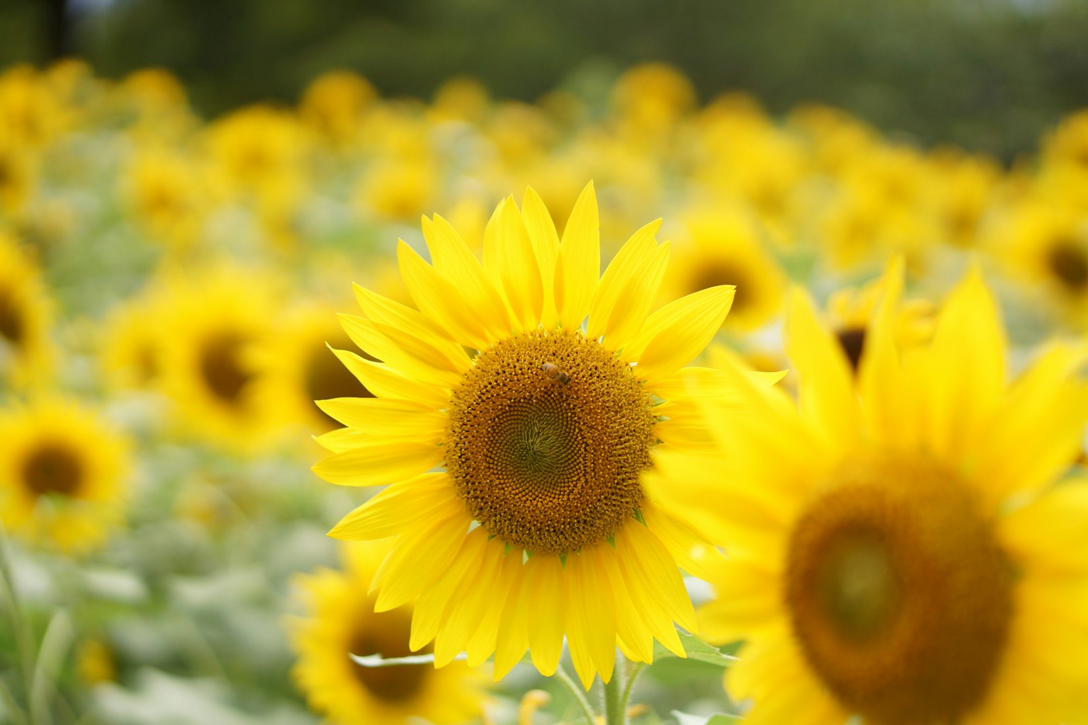 Field of bright yellow sunflowers in full bloom