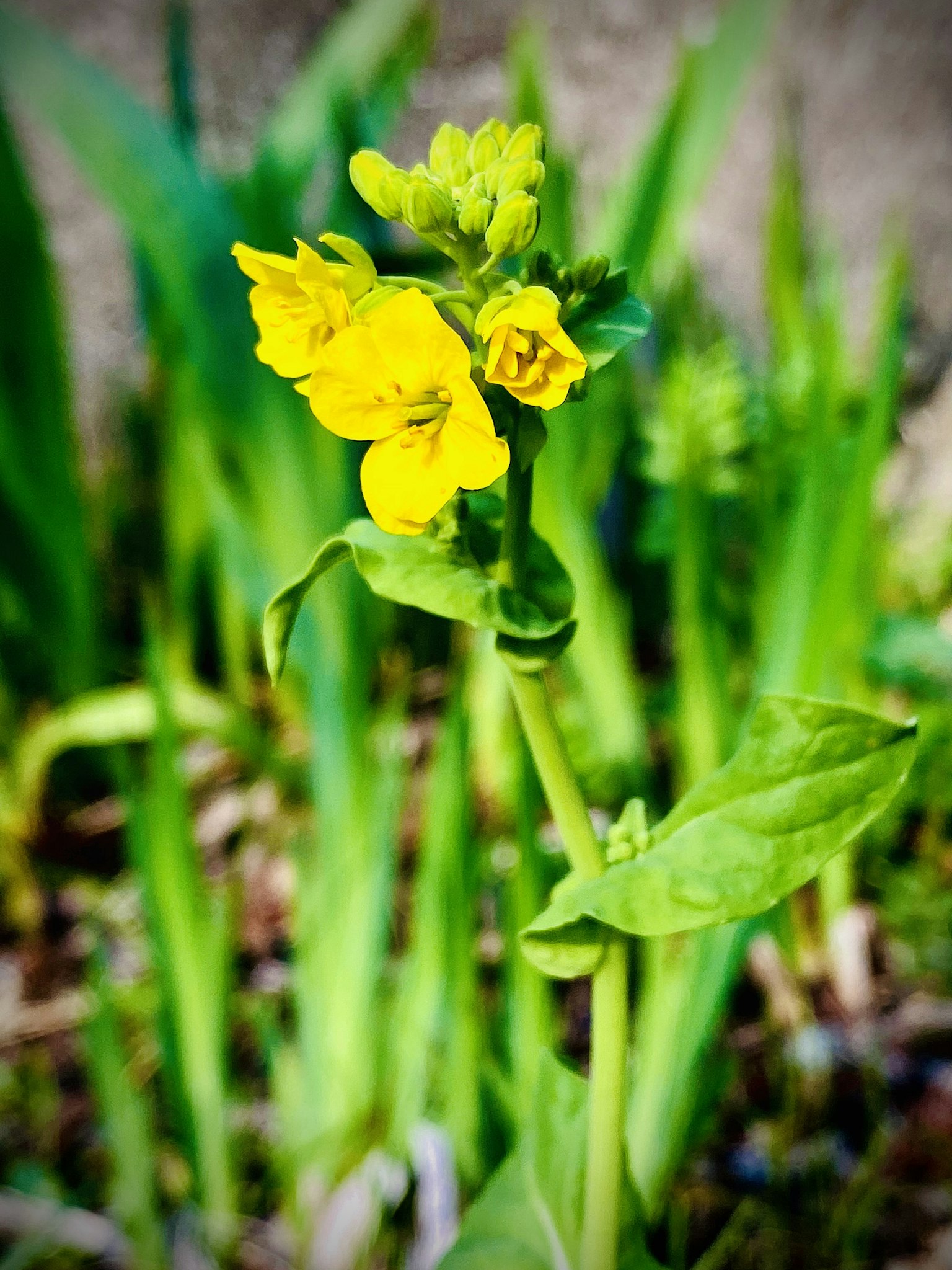 Primo piano di una pianta con fiori gialli foglie verdi visibili sullo sfondo