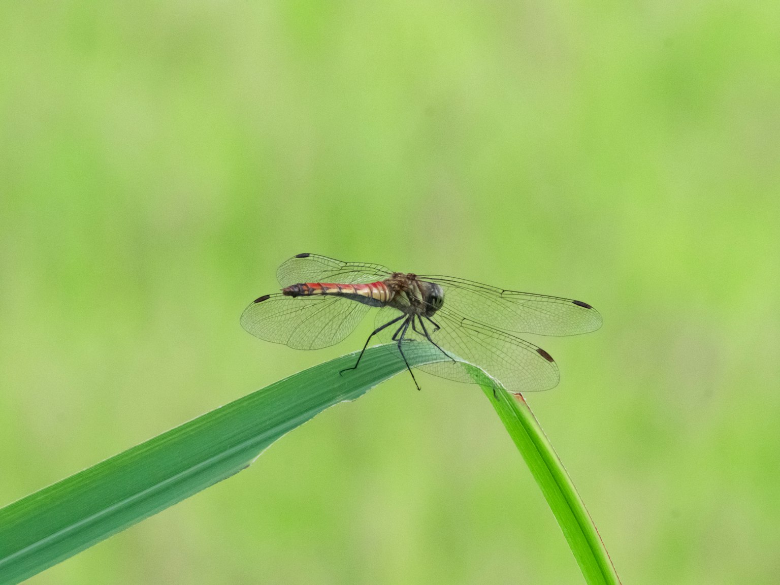 Primo piano di una libellula che si posa su una foglia verde