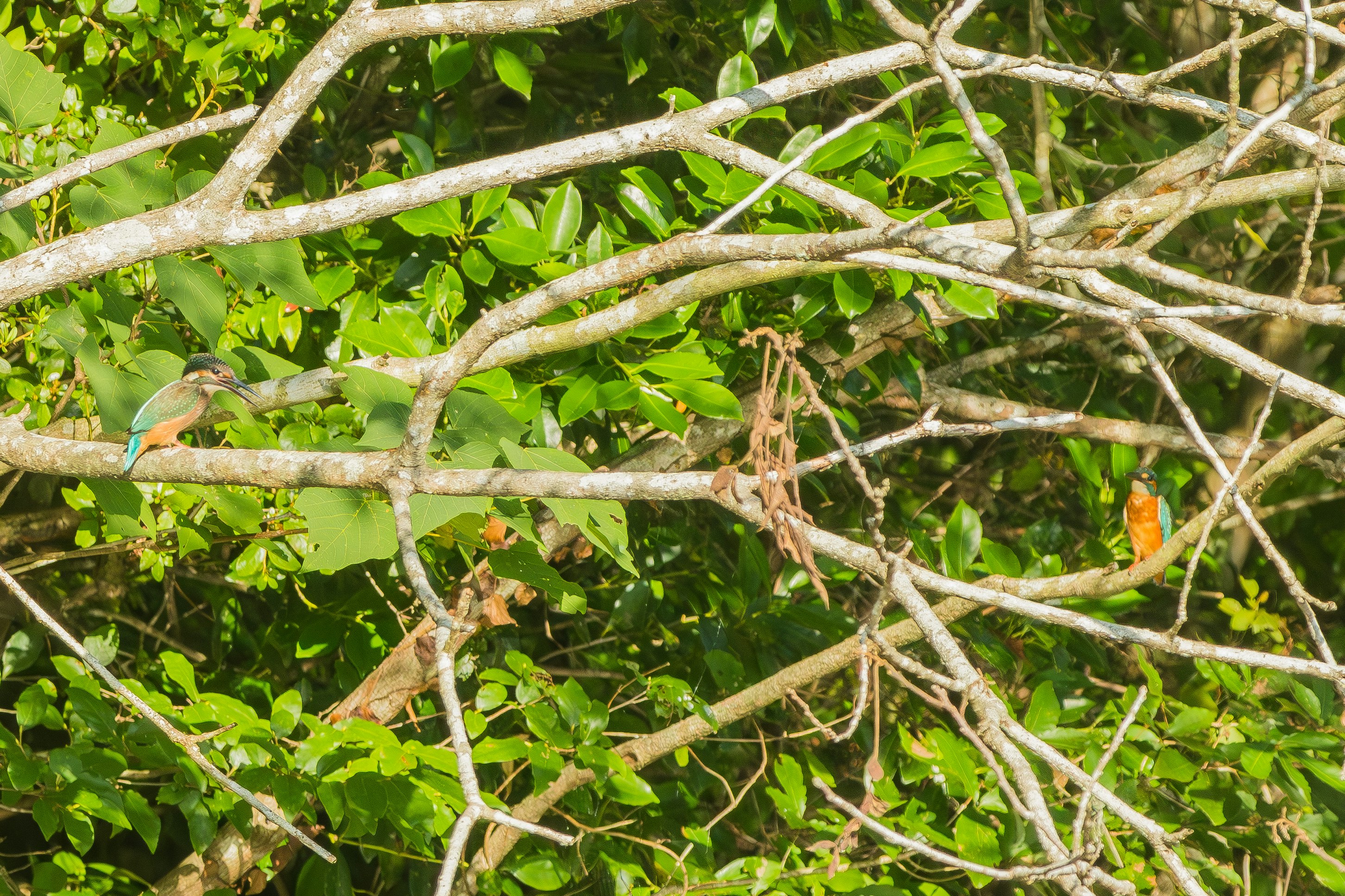 A small bird perched on branches surrounded by green leaves