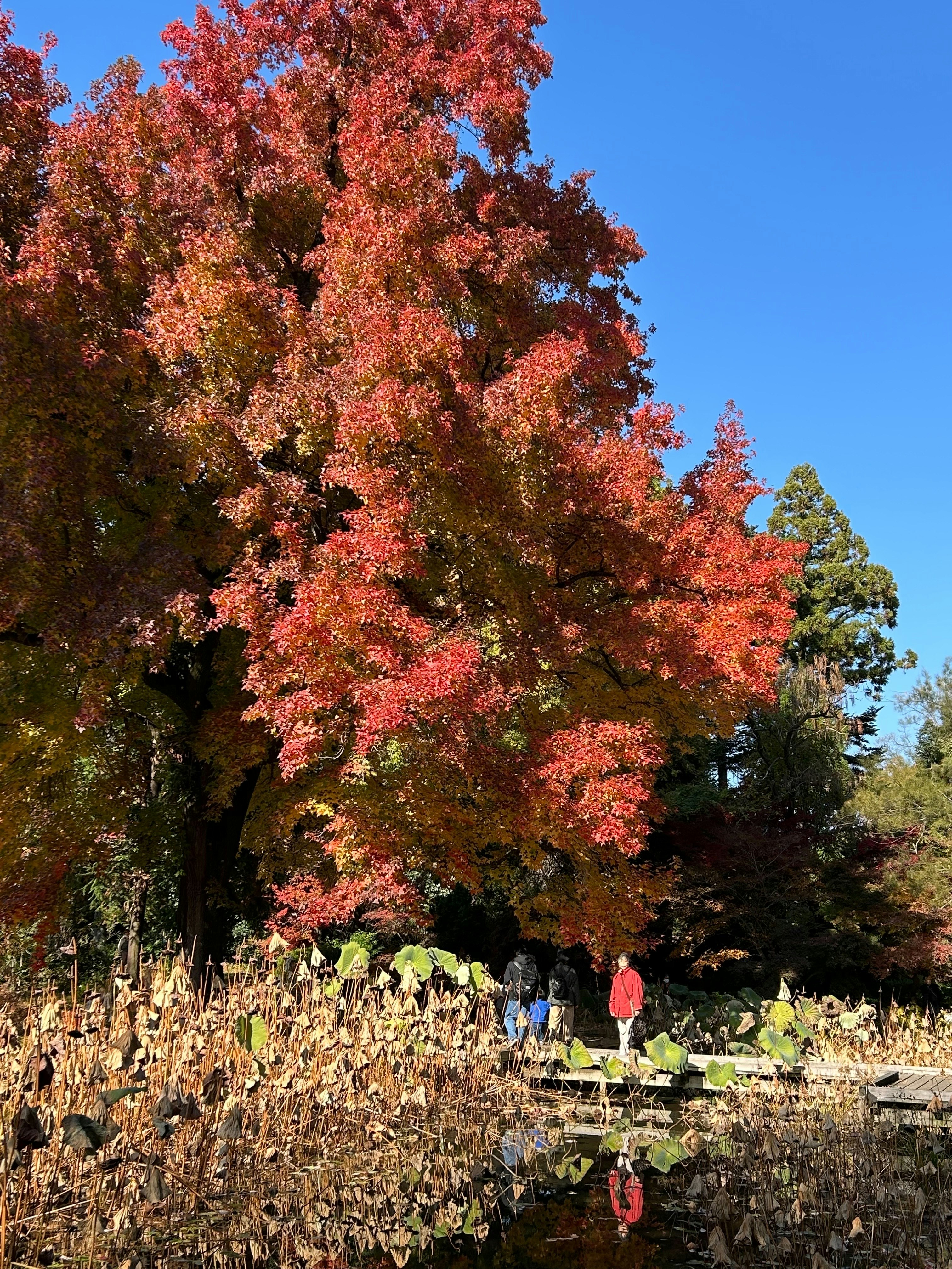 紅葉の並木と落ち葉の小道を歩く人々のある公園
