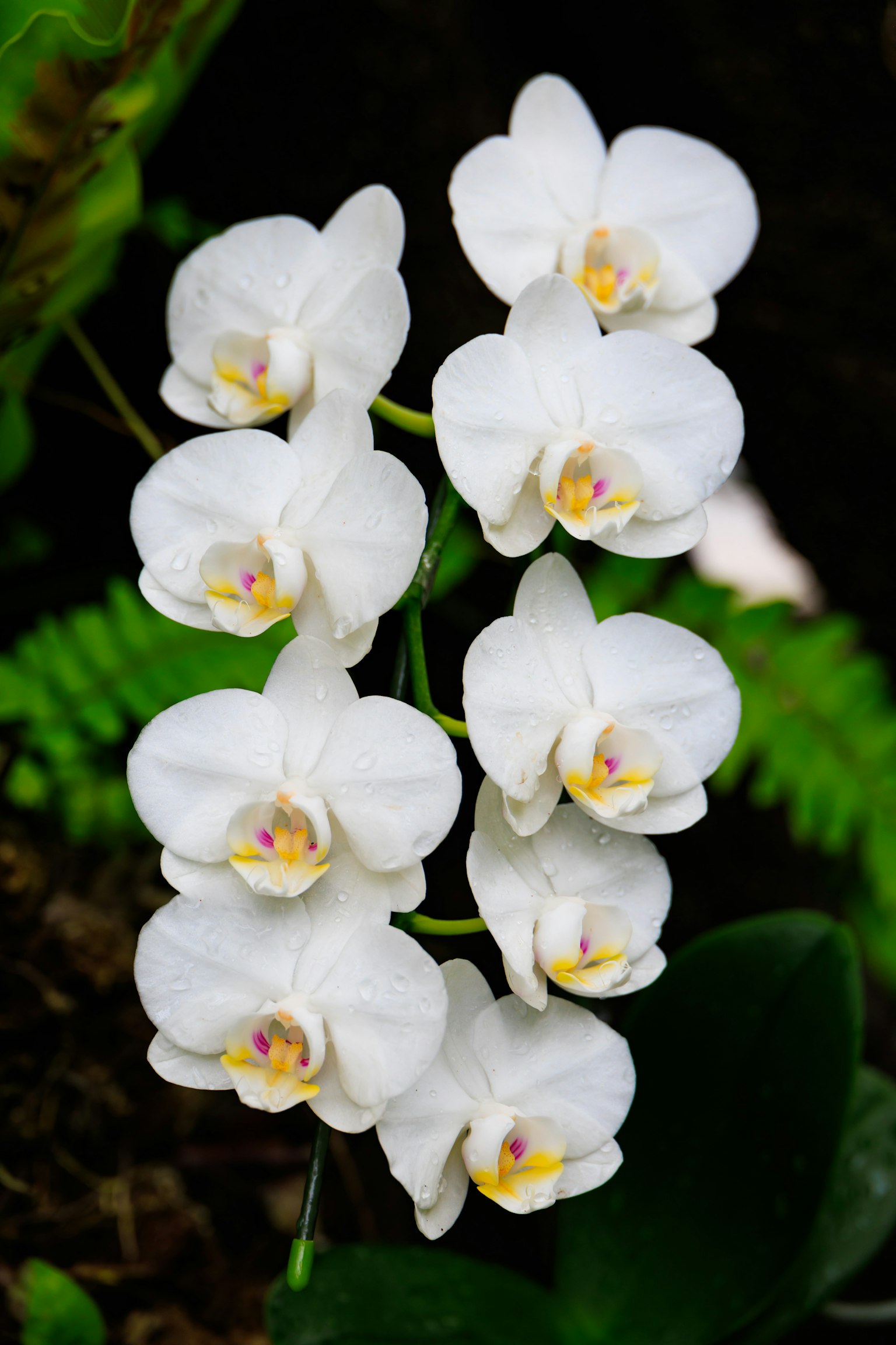 Eine Gruppe von weißen Orchideenblüten, die entlang eines Stammes angeordnet sind
