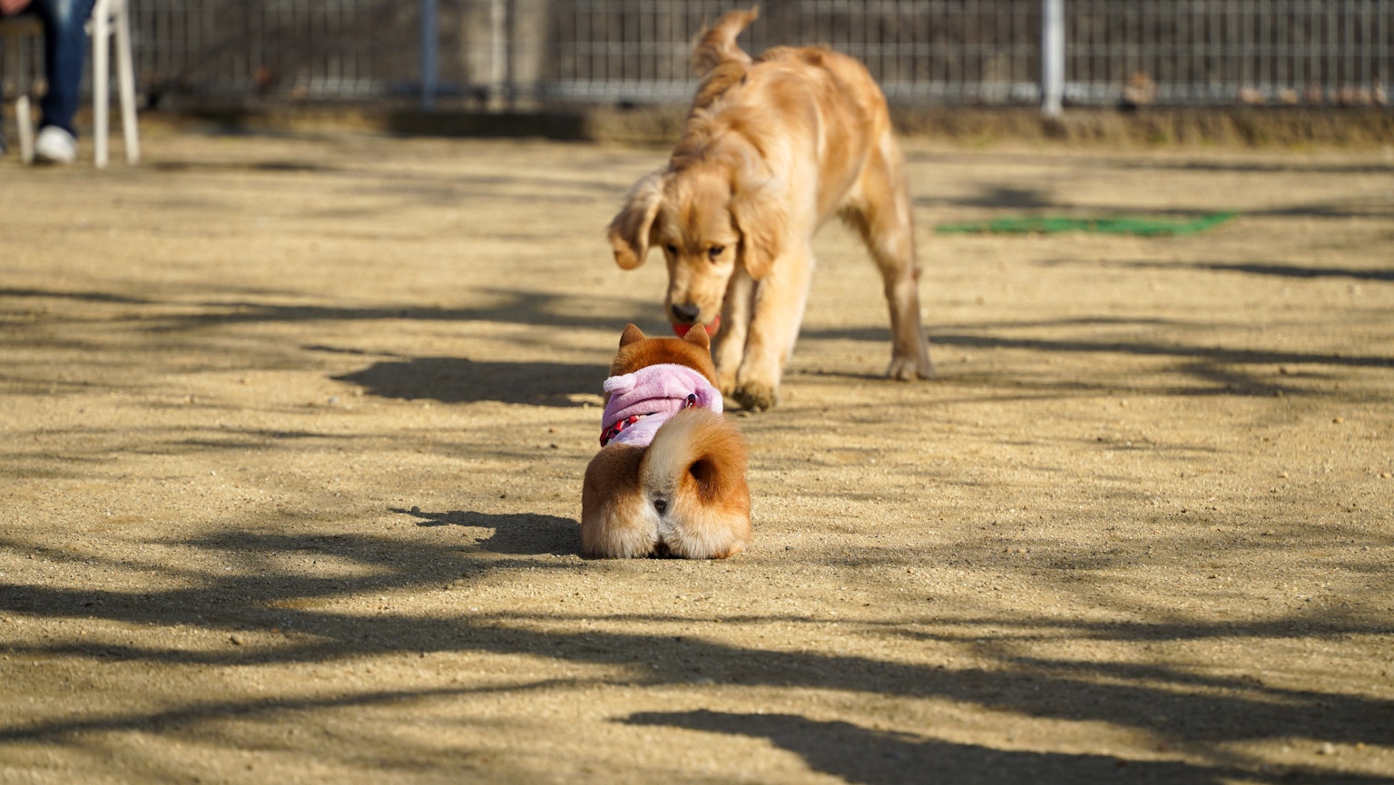 Golden Retriever dan Shiba Inu bermain di taman