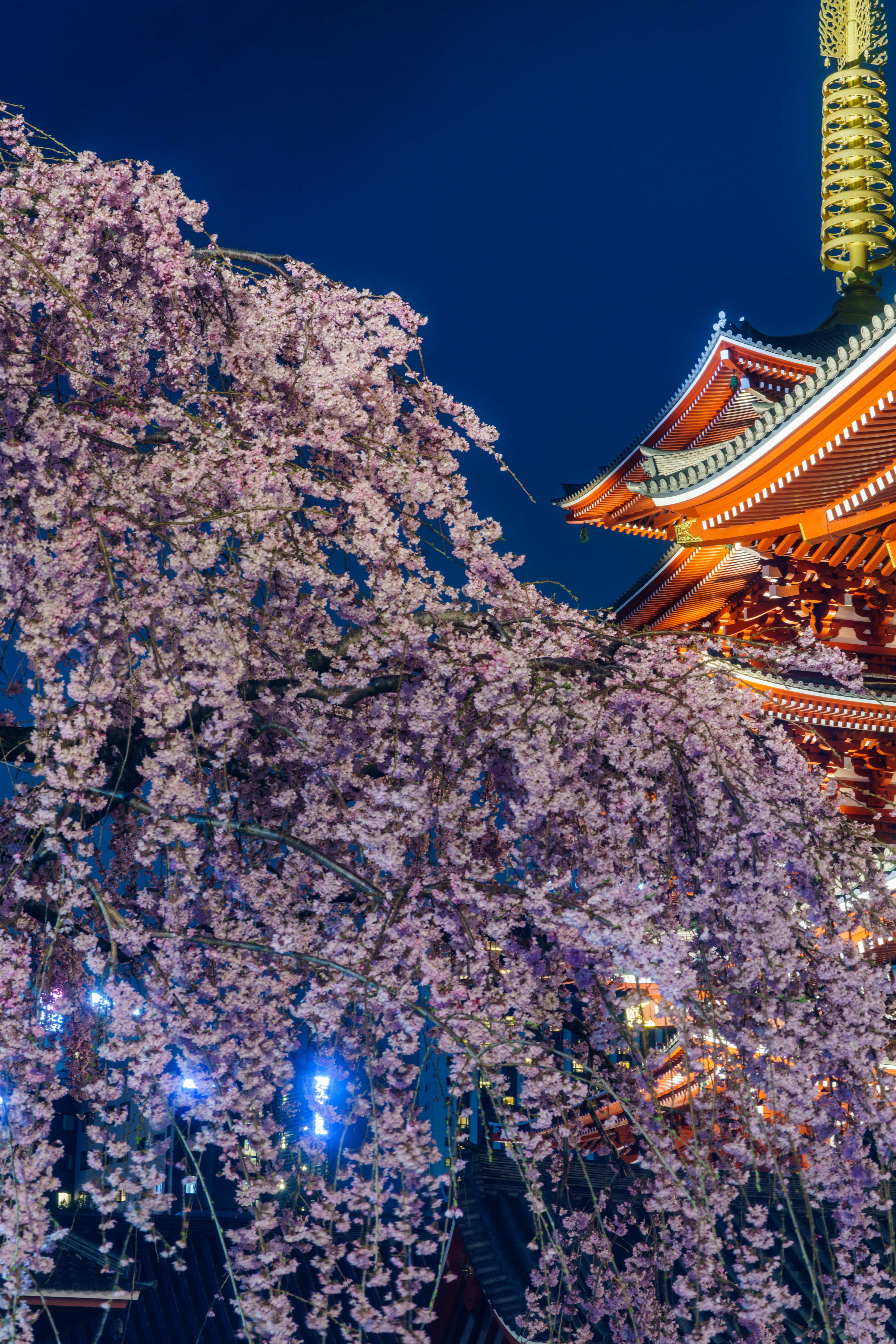 夜空に映える桜並木と朱色の寺院の屋根