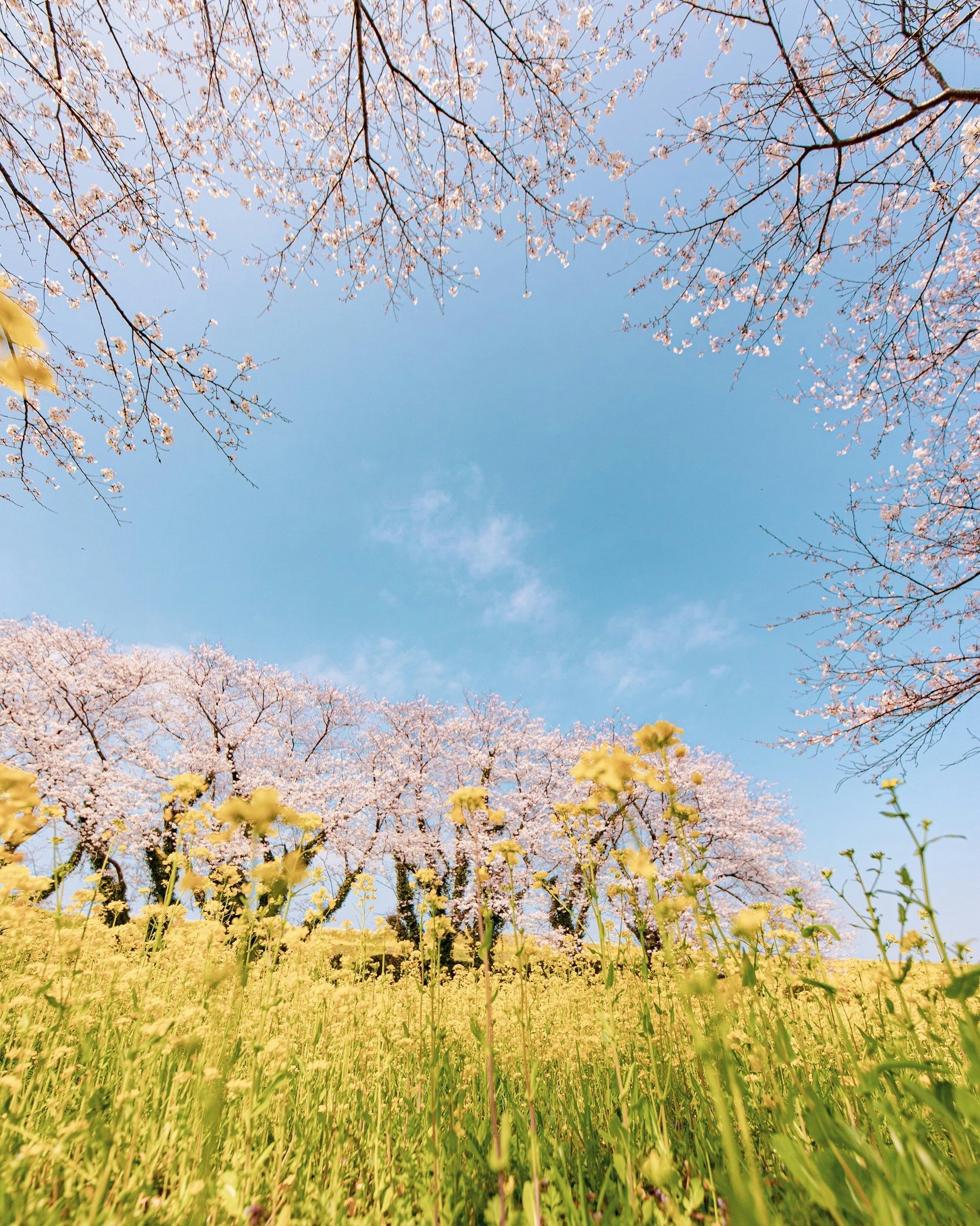 草地に咲く桜の枝と青空の春景色