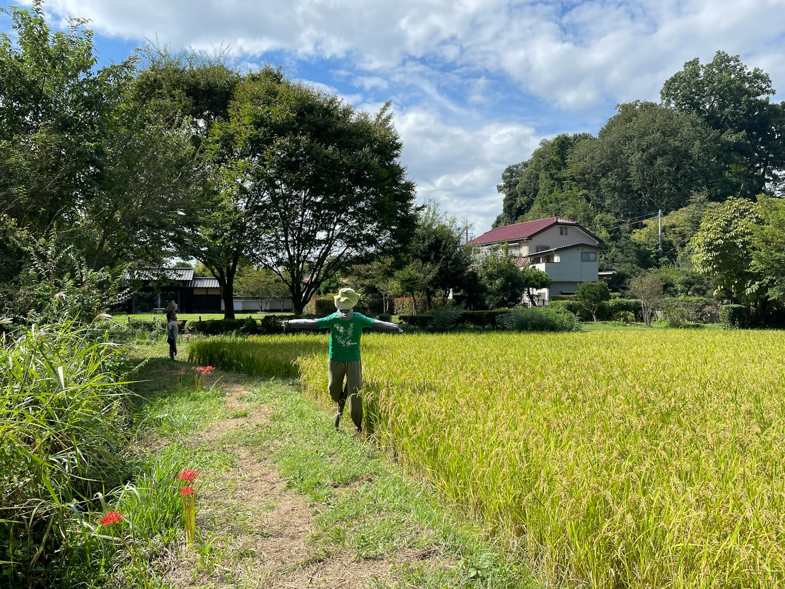 Persona in abbigliamento verde che cammina attraverso un campo di riso con alberi e case sullo sfondo