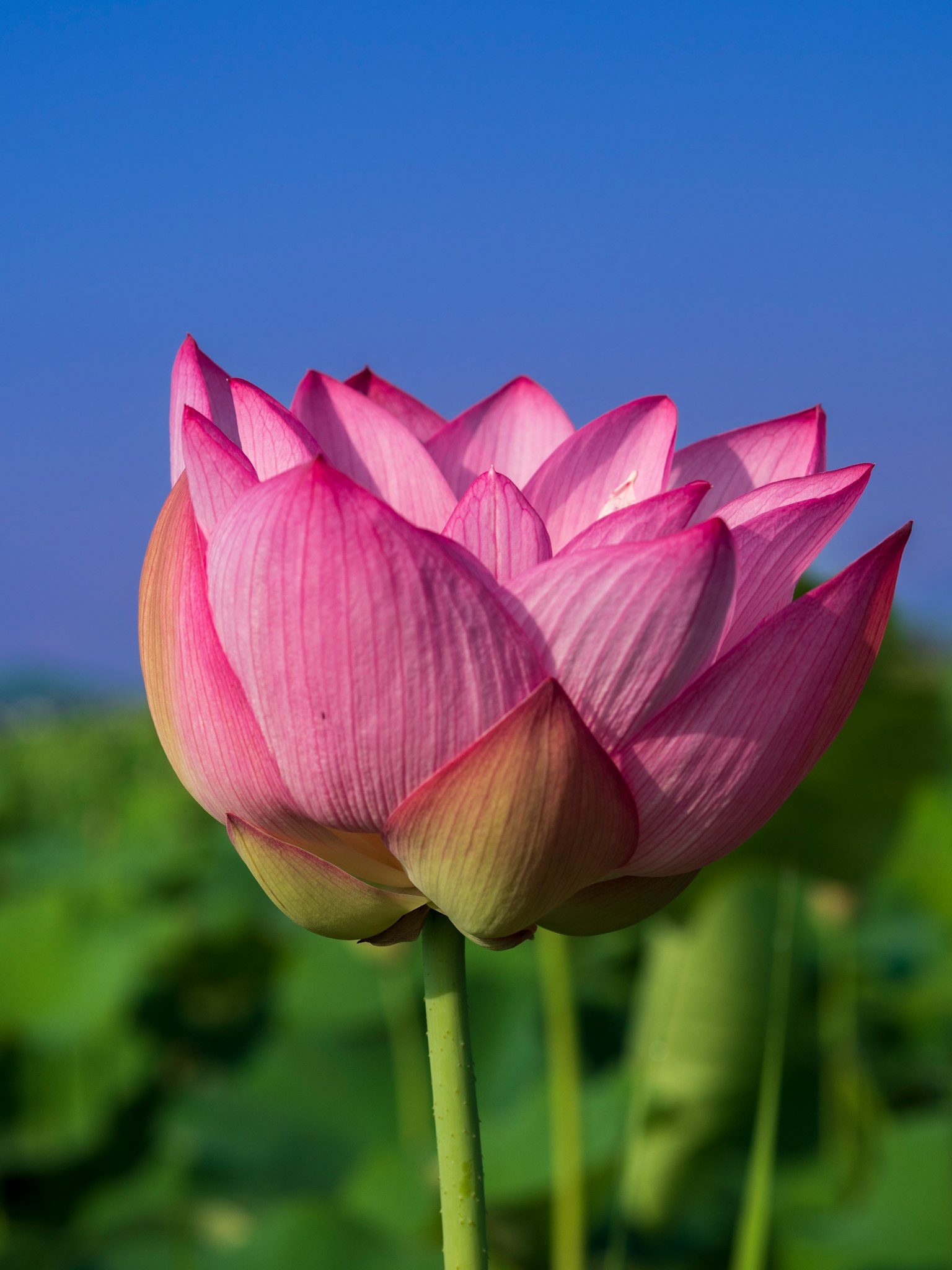 Beautiful pink lotus flower blooming under a blue sky