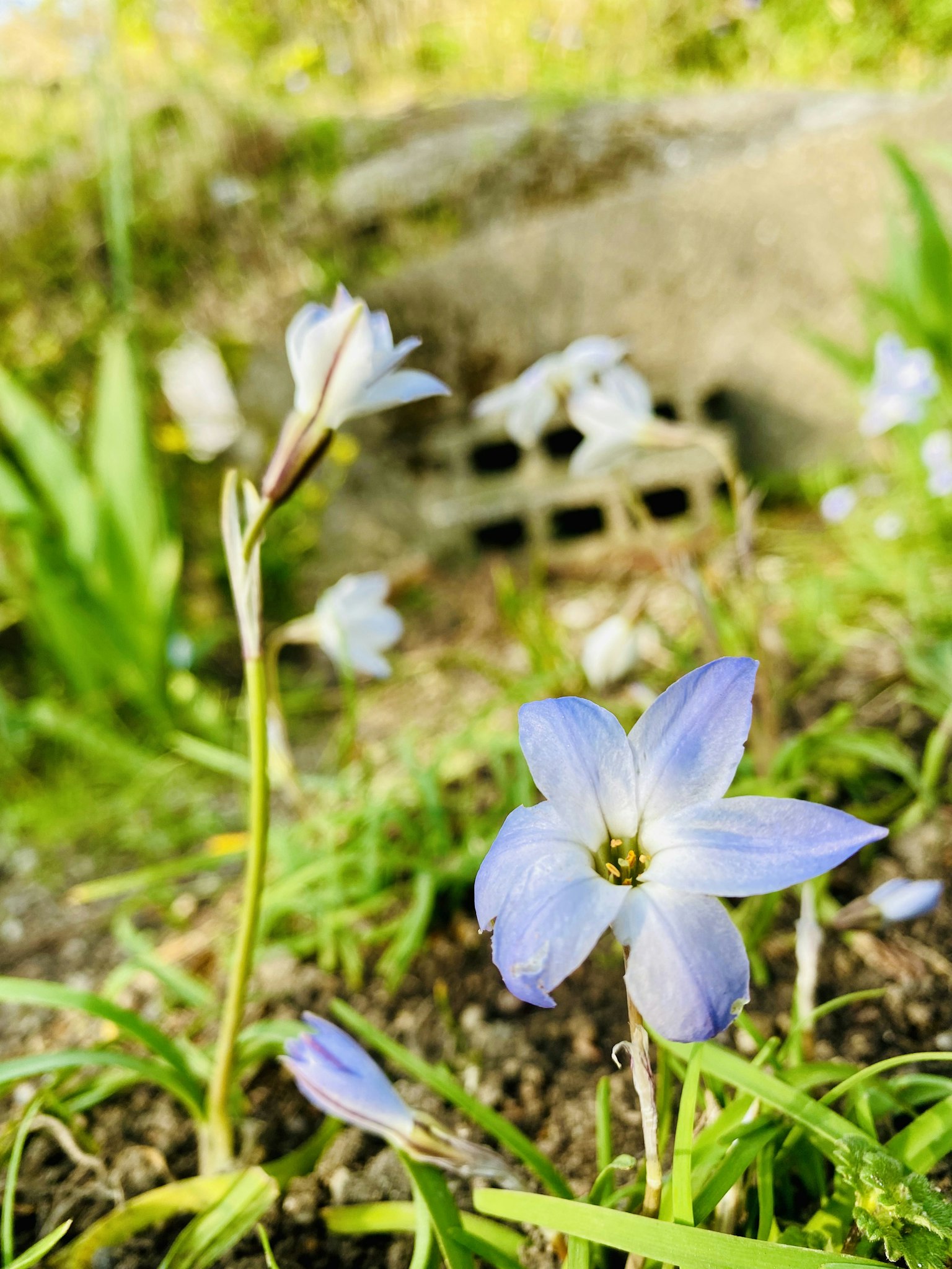 Blue flowers growing among green grass