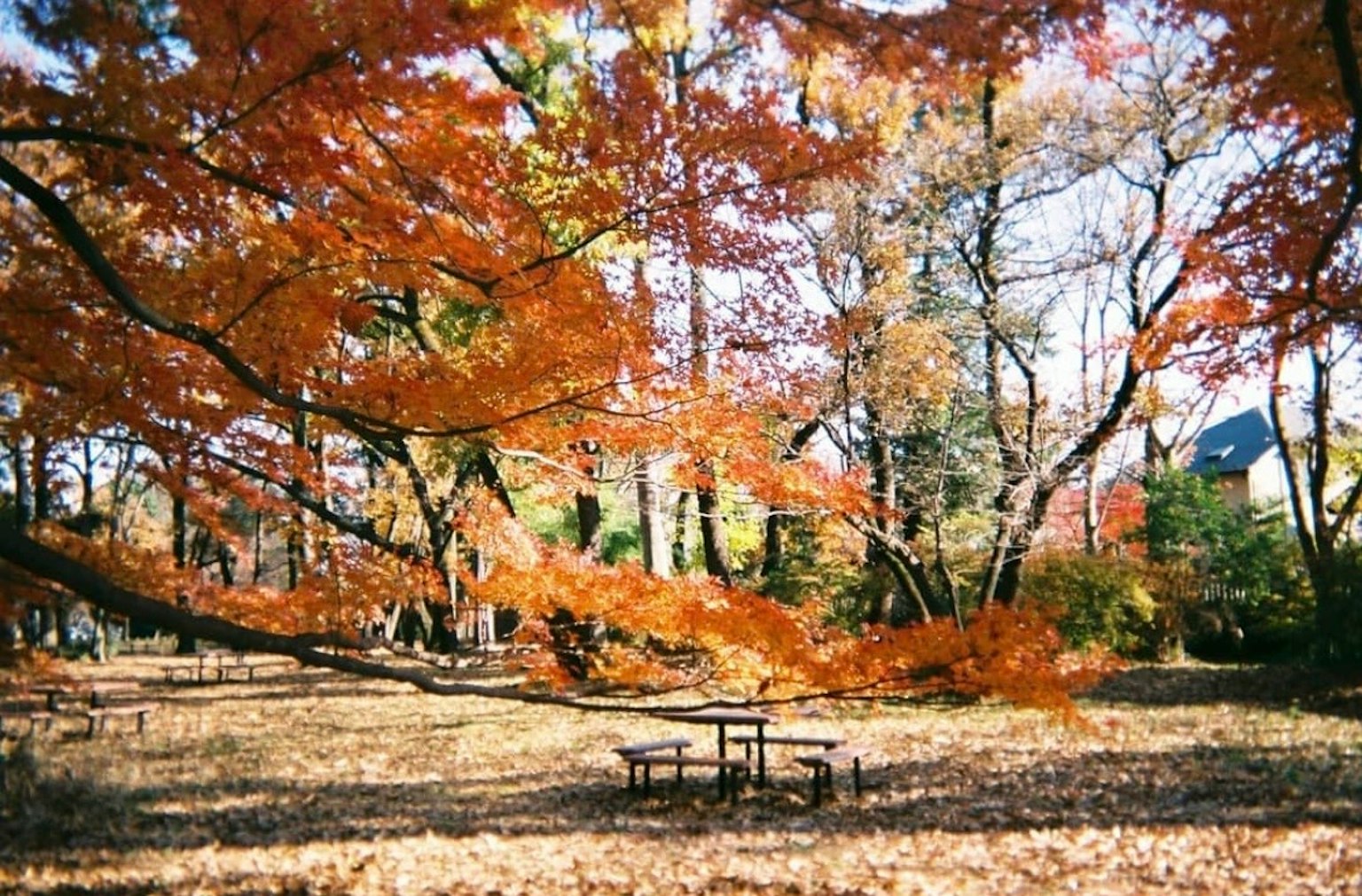 Scenic view of a park surrounded by autumn foliage and a picnic table