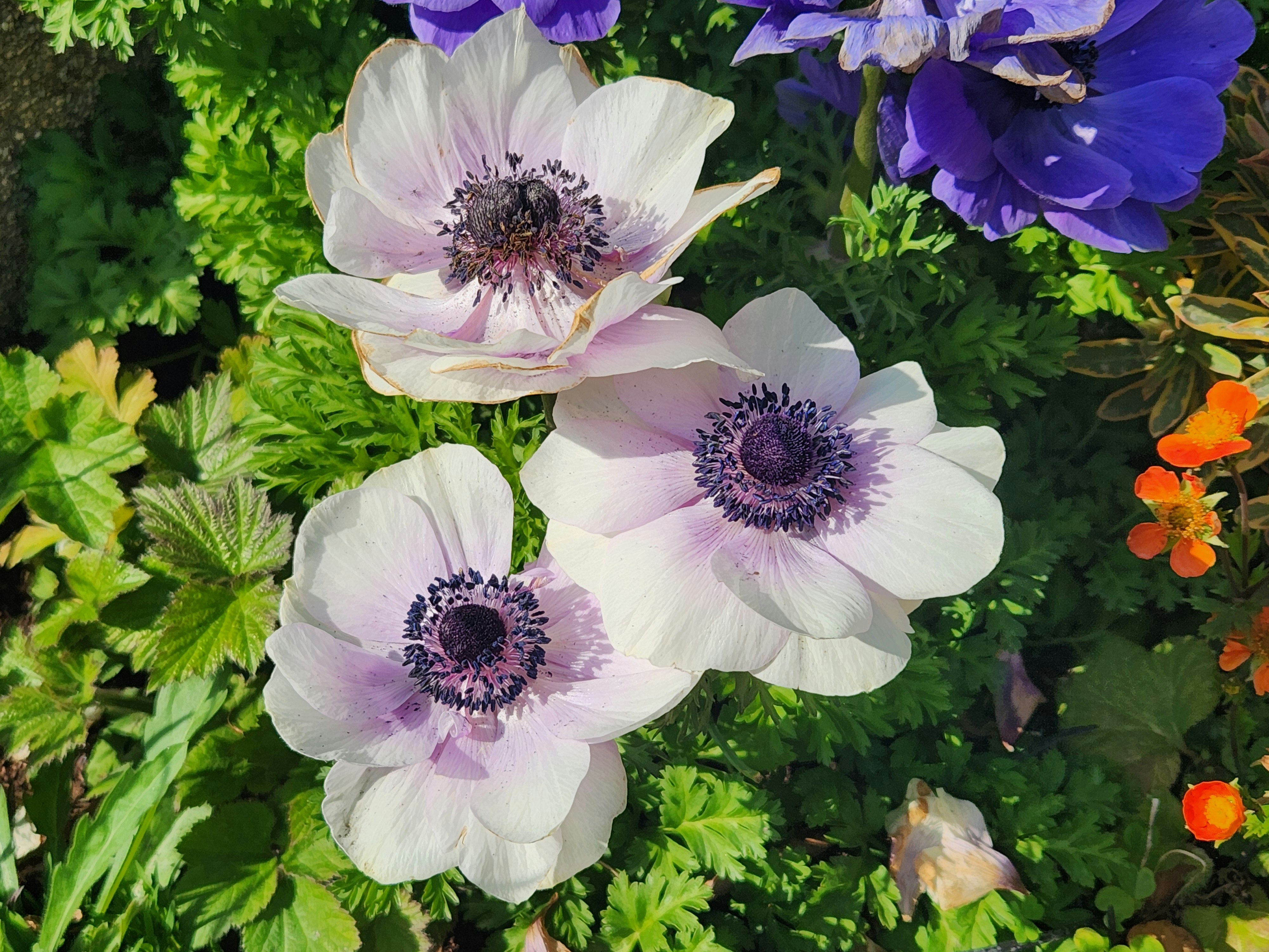 アネモネの花壇に咲く白い花の春の景色
