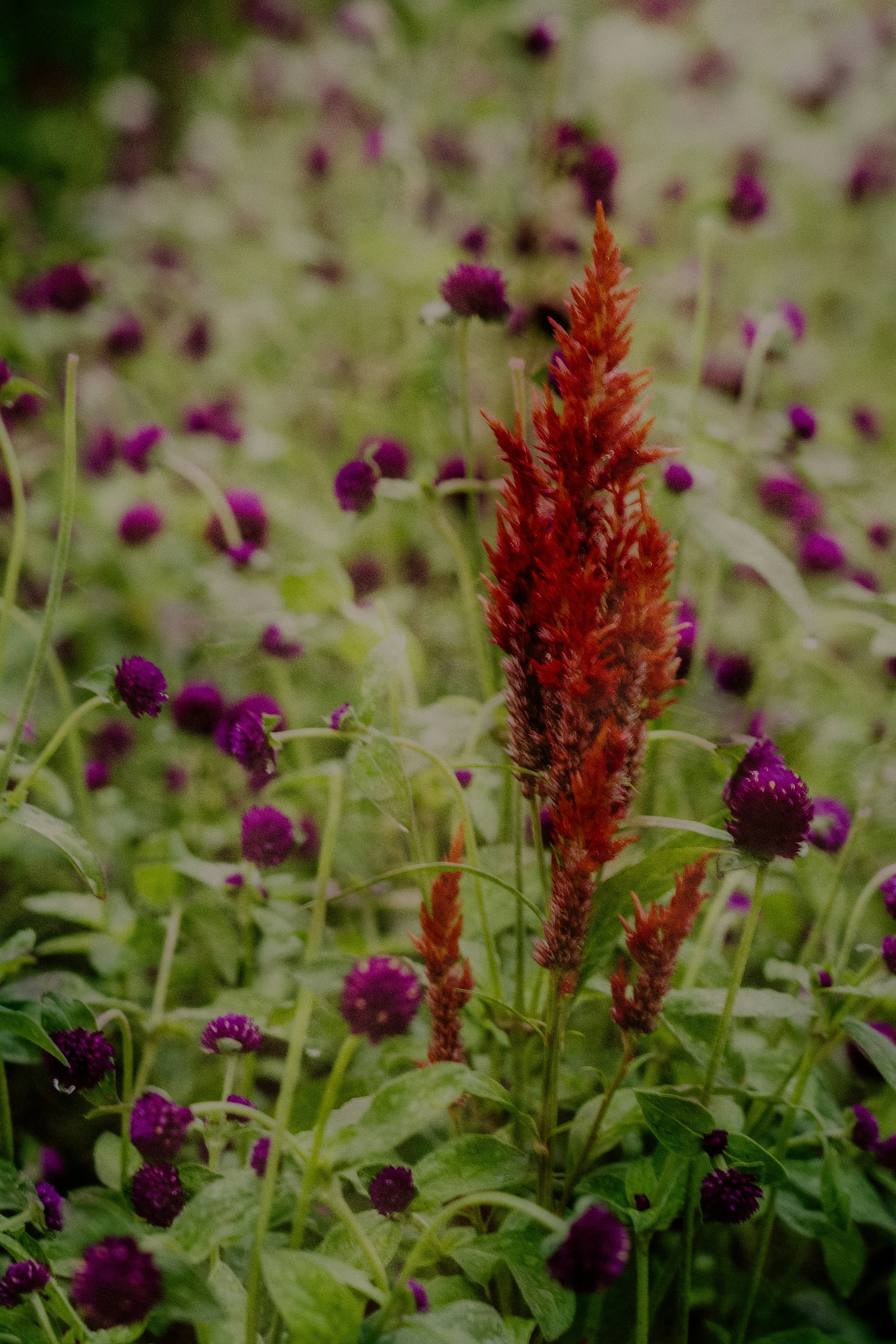 紫の花と赤い穂の草花が咲く花畑