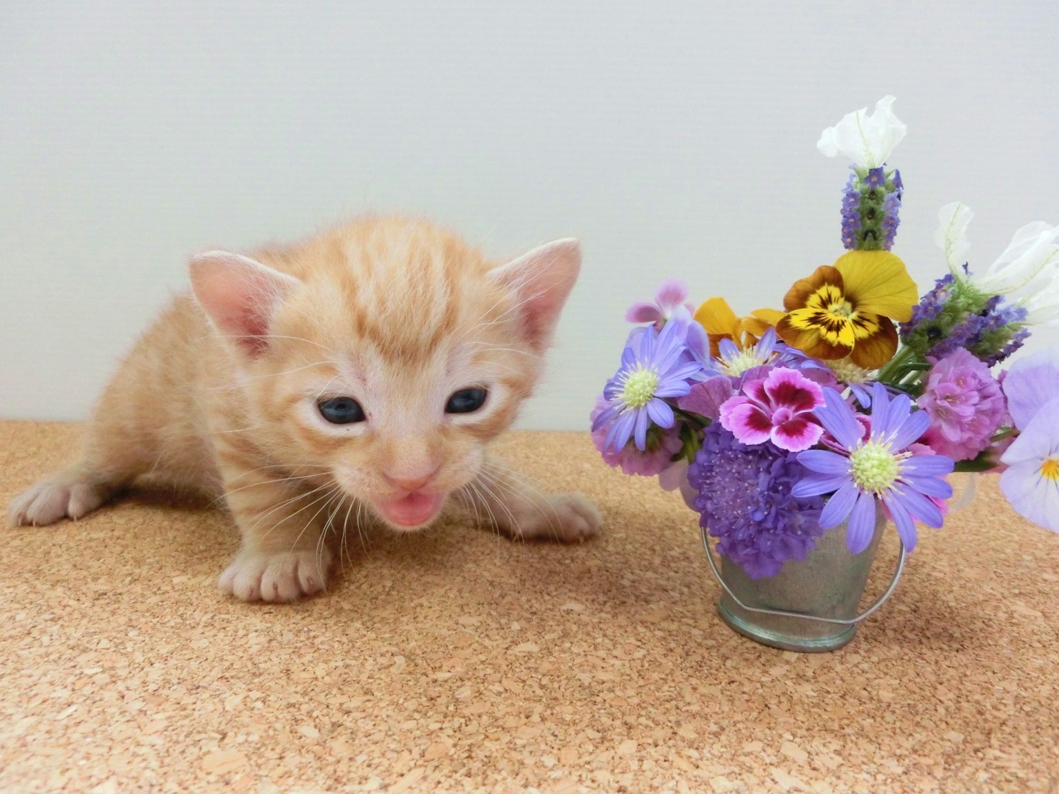 Orangener Kätzchen neben einer Vase mit bunten Blumen