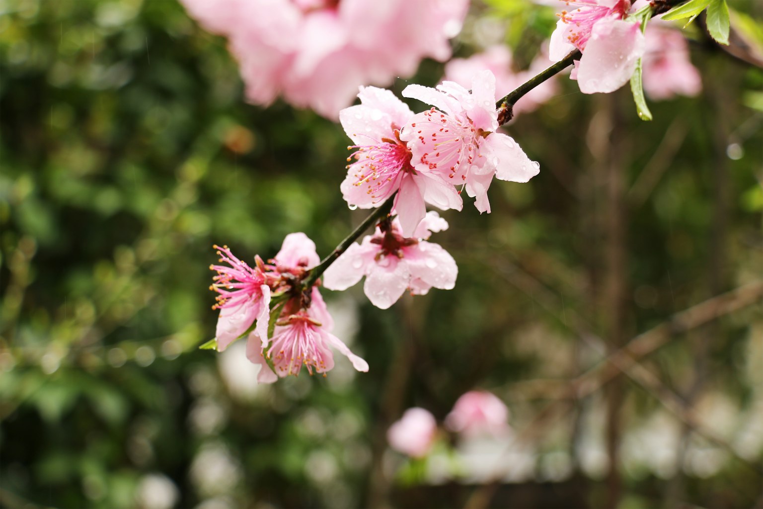 Primo piano di rami di ciliegio con fiori rosa su uno sfondo verde