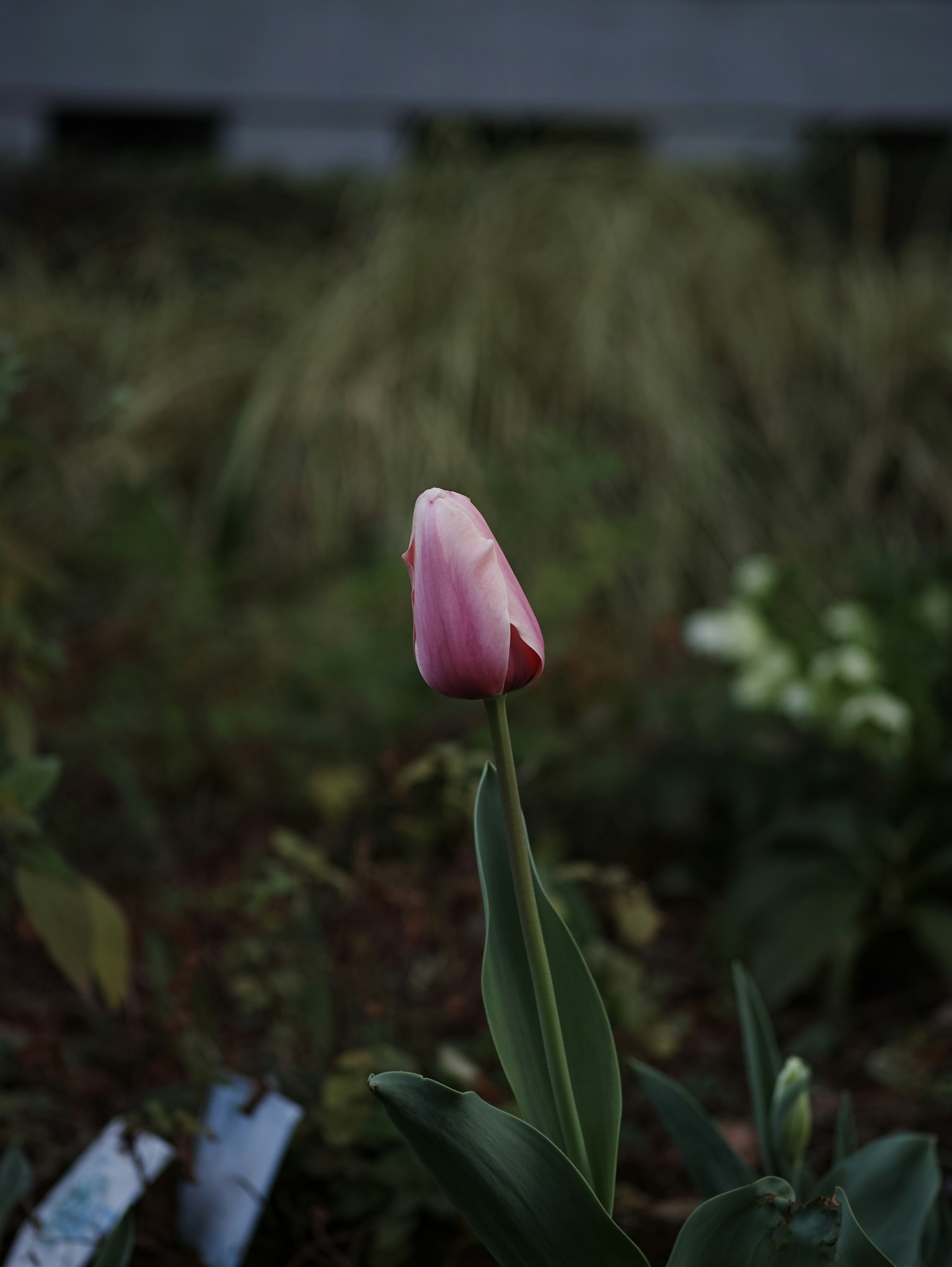 A beautiful pink tulip standing in part of a garden