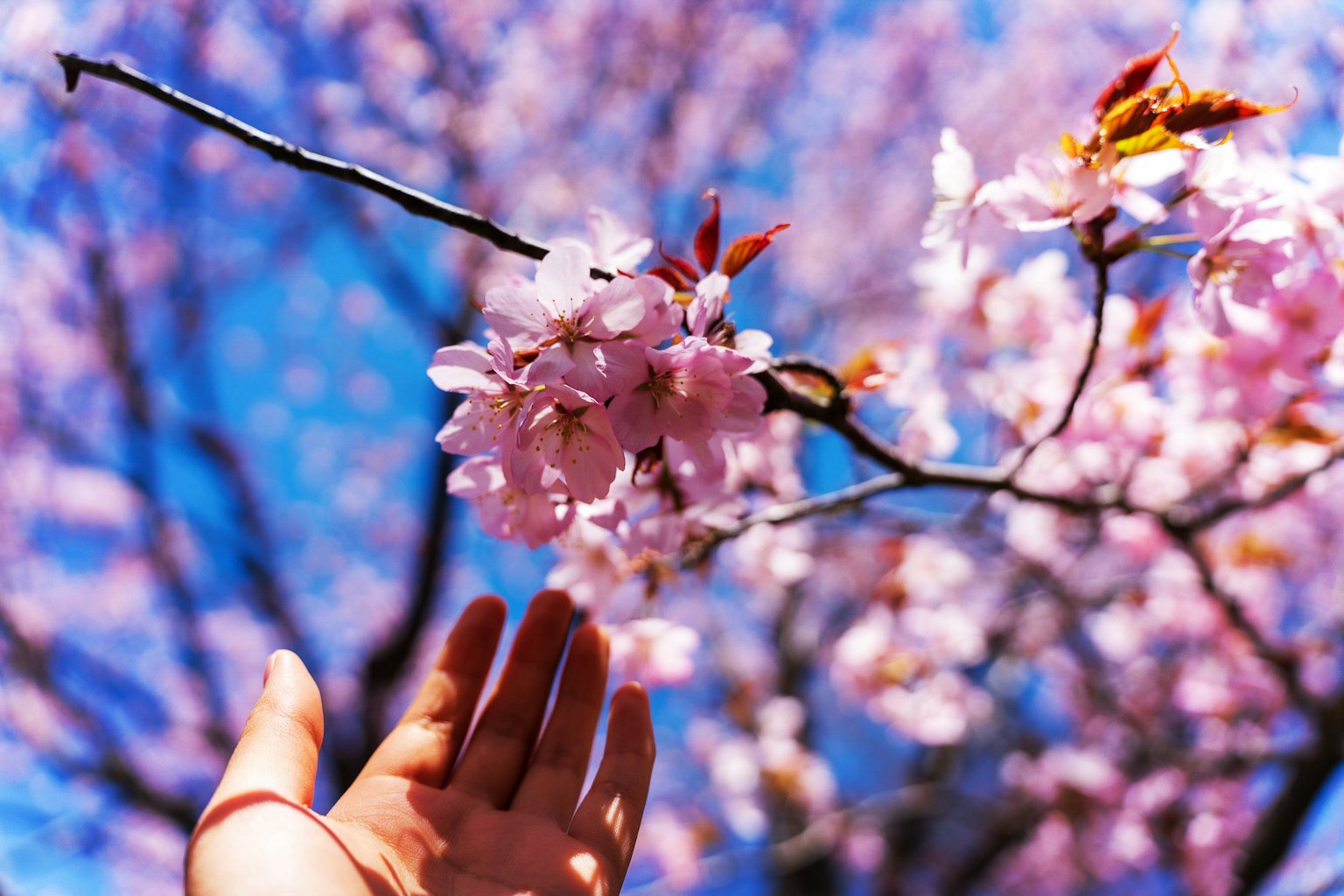 Primo piano di fiori di ciliegio con una mano che si avvicina su sfondo di cielo blu