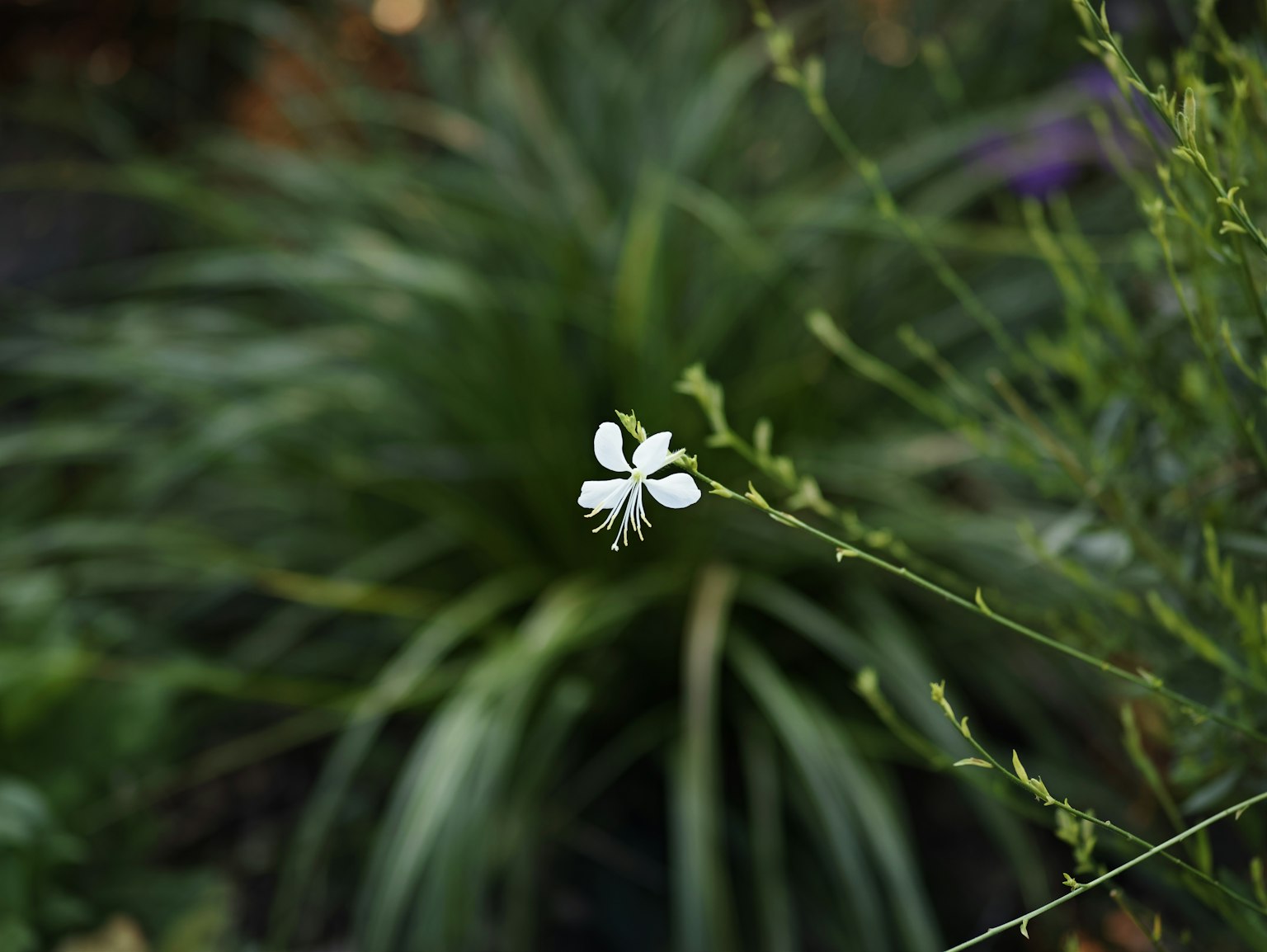 A single white flower stands out among green foliage