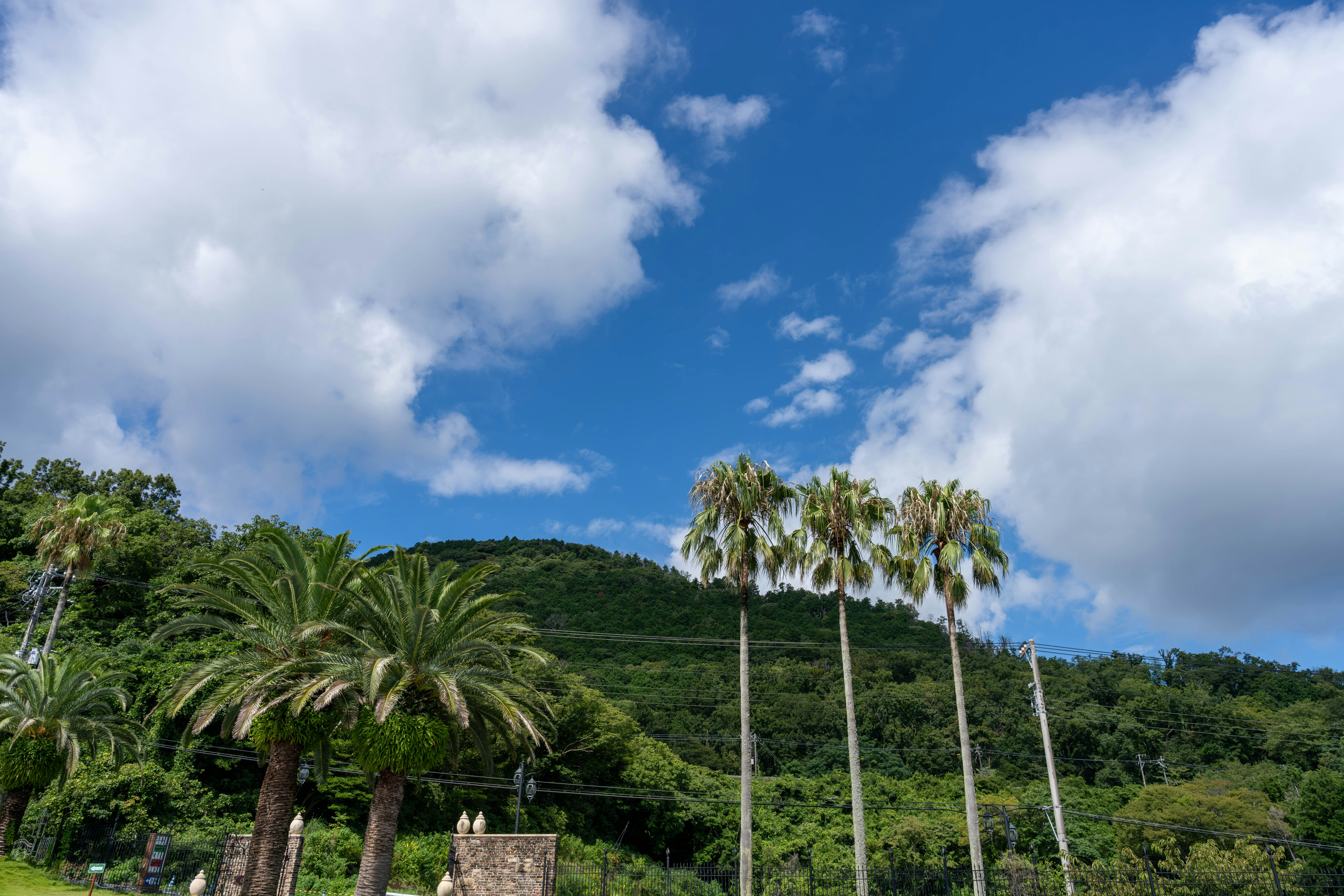 Paysage de palmiers et collines verdoyantes sous un ciel bleu