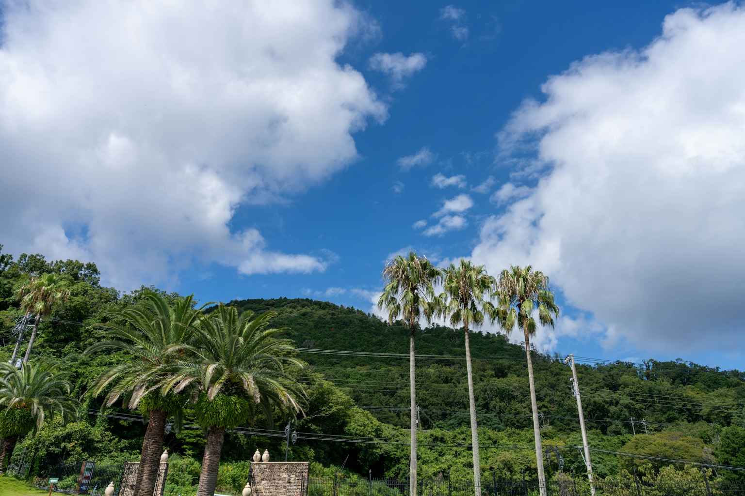 Landschaft mit Palmen vor blauem Himmel und weißen Wolken mit grünen Hügeln