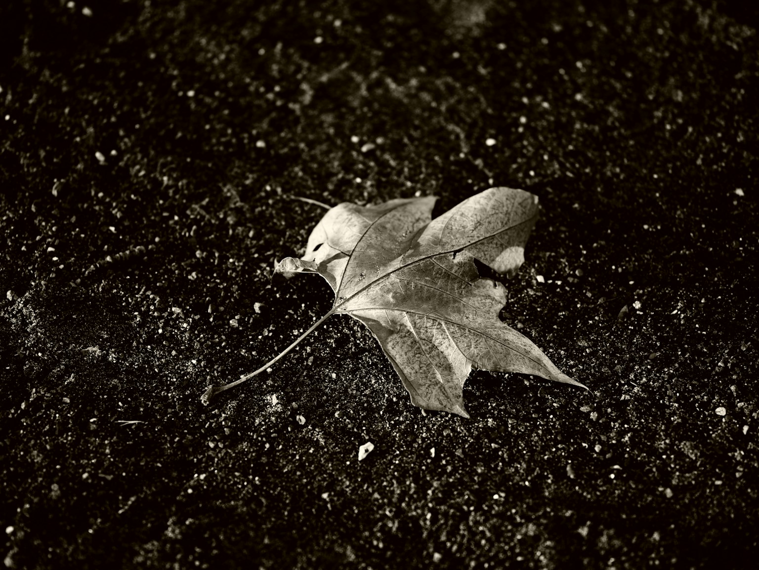 photo-s9SL0Mzx9PPDRQAhx8pG-image