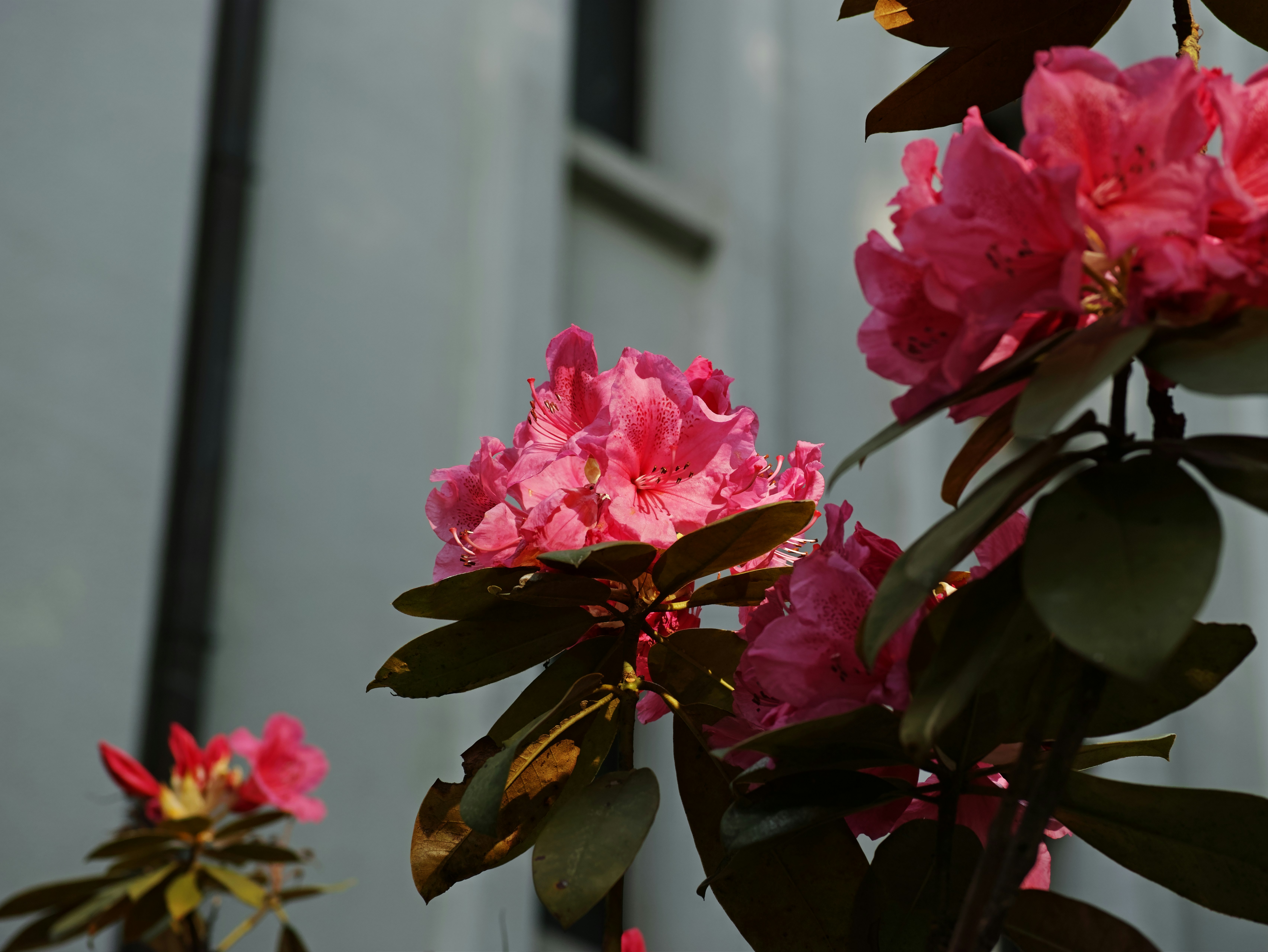 Rosa Blüten und Blätter an einem Fenster, Natur im Alltag