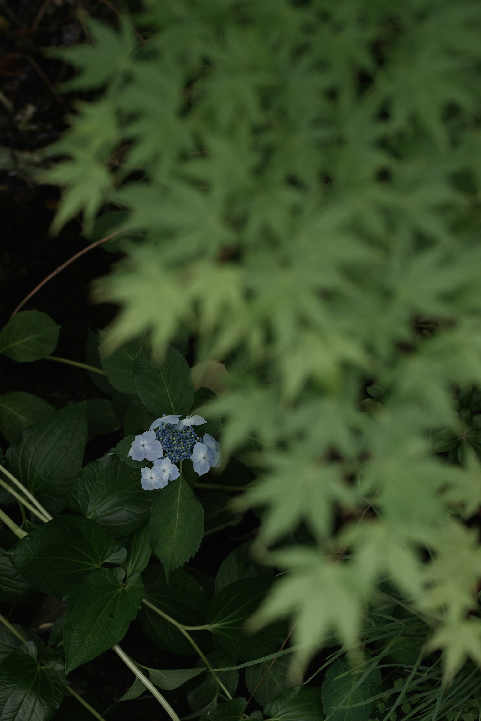 Un gros plan d'une fleur bleue partiellement obscurcie par des feuilles vertes