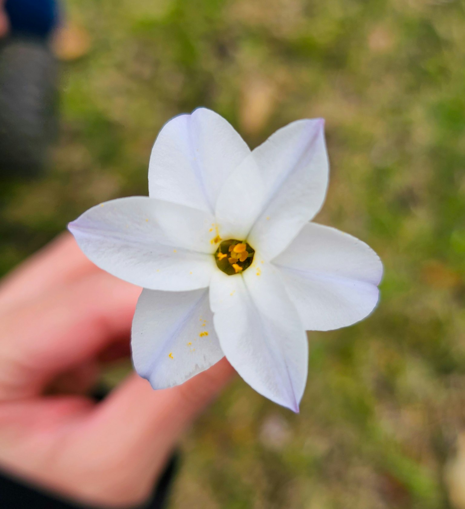 Primer plano de una flor blanca sostenida en una mano con un estambre dorado visible