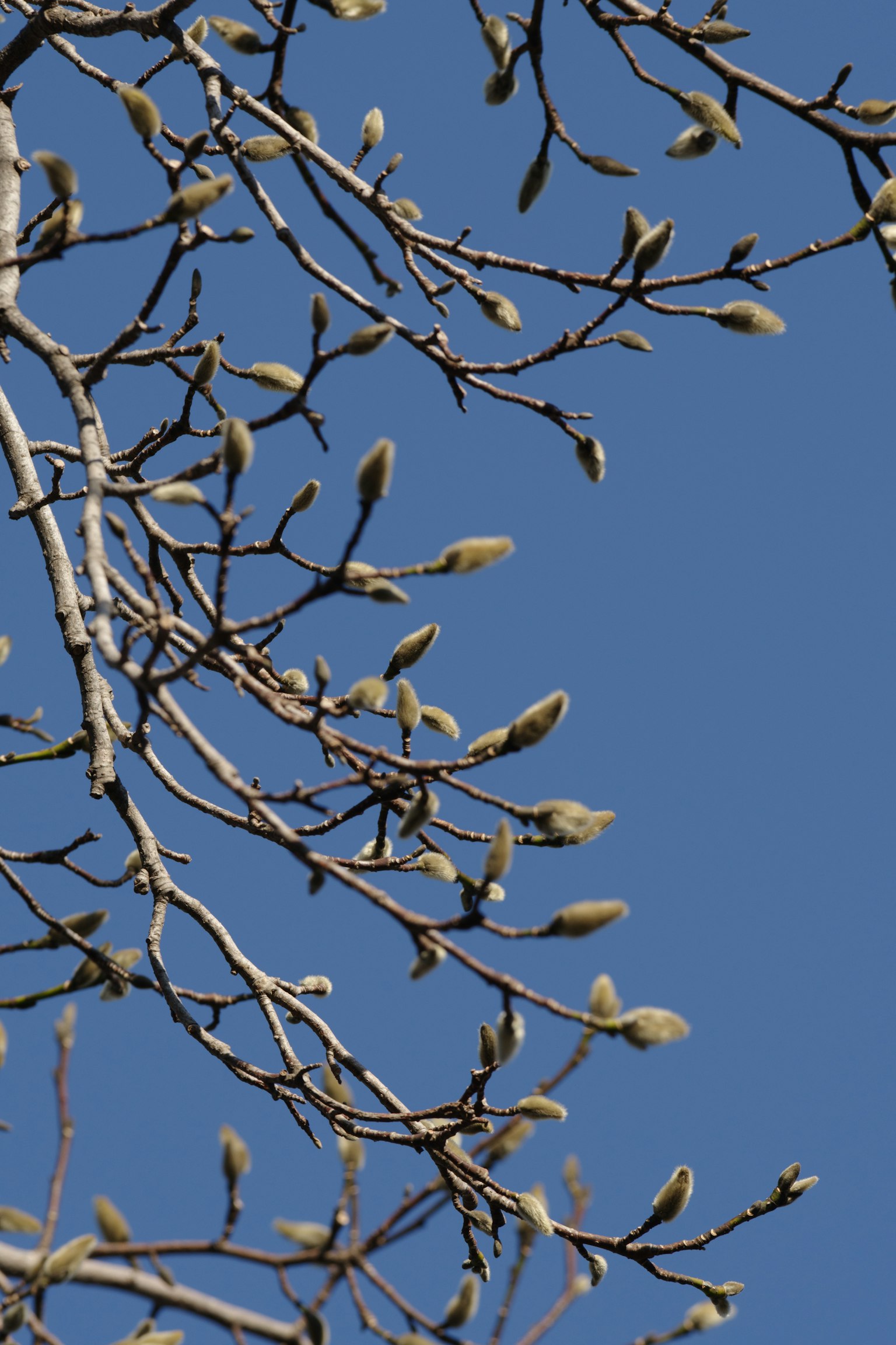 Baumzweige mit Knospen vor blauem Himmel