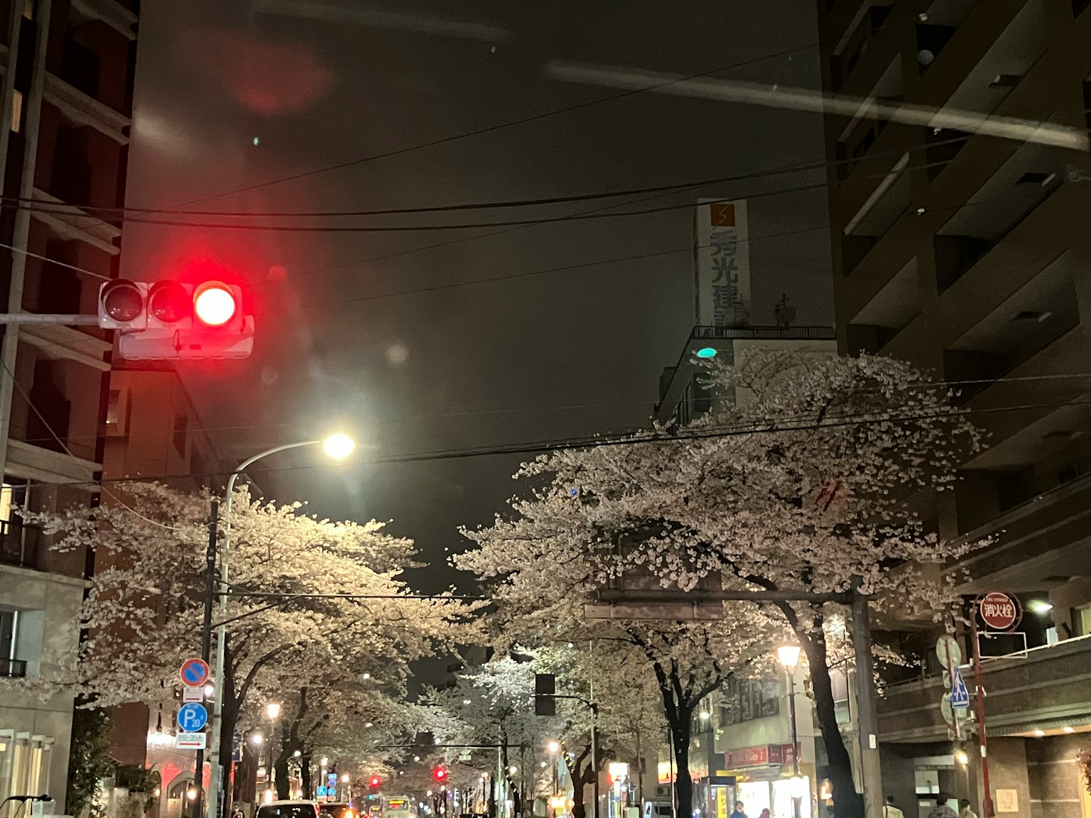 Alberi di ciliegio in fiore di notte con semaforo rosso